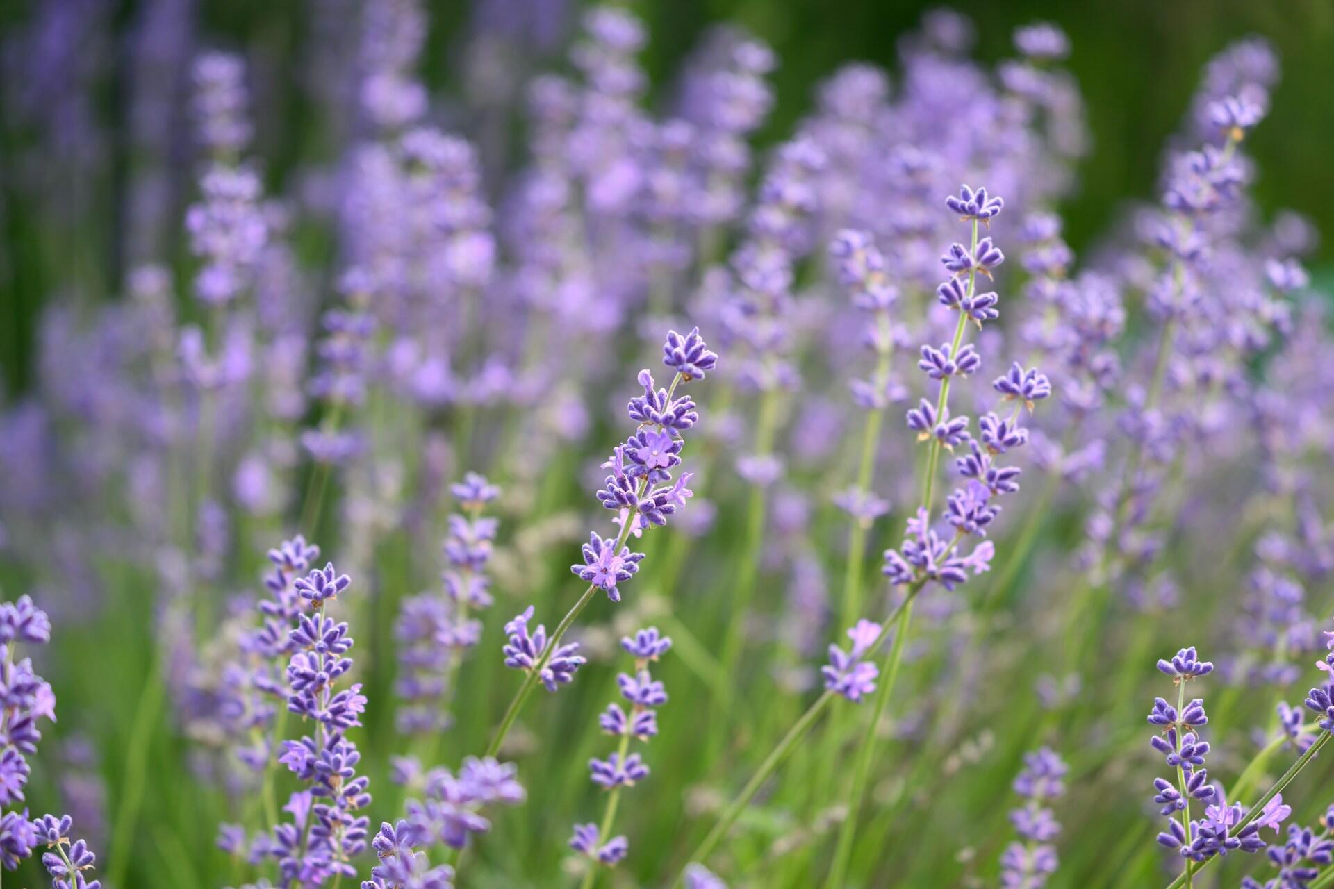 Lilla lavendelblomster i et grønt felt.