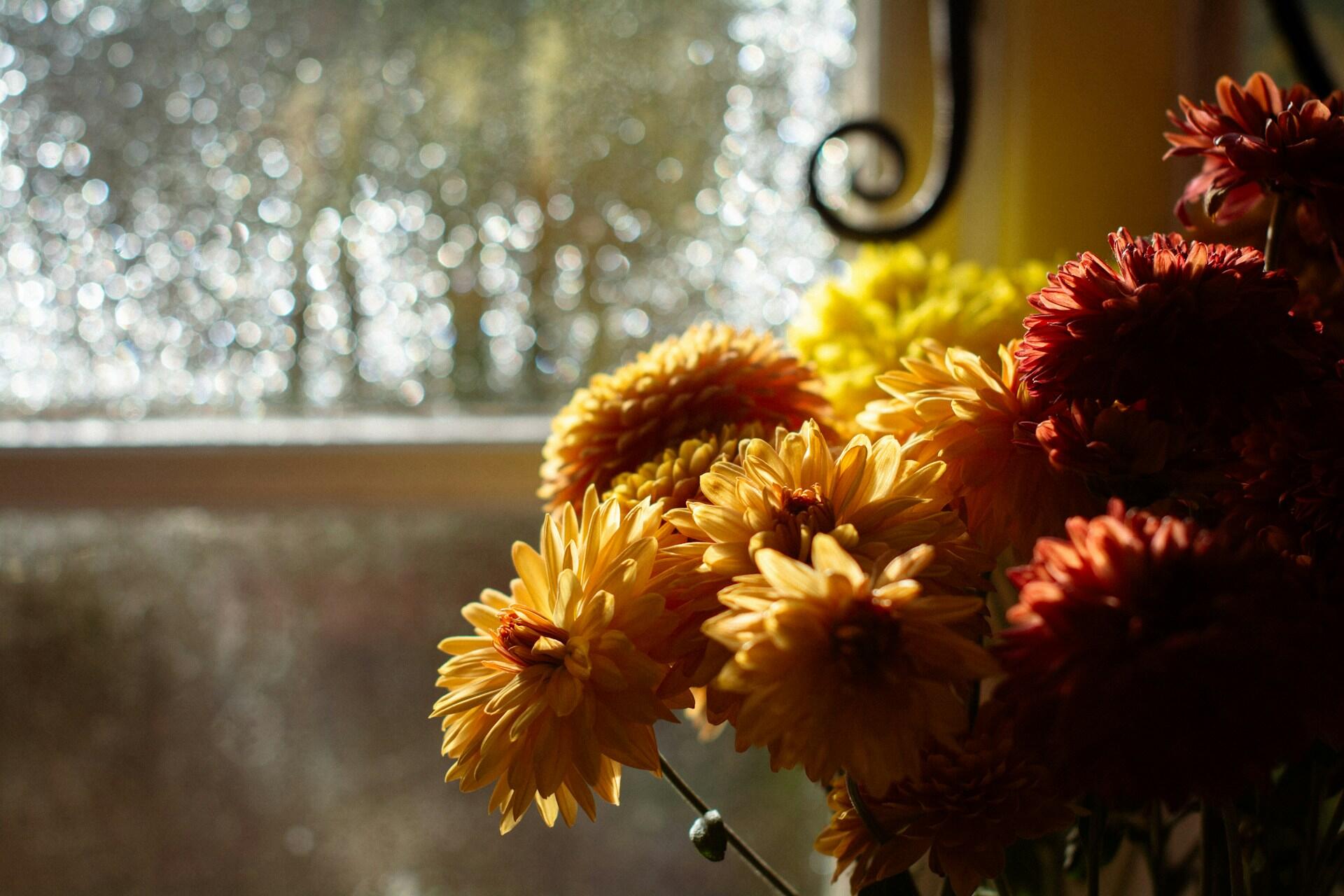 Bukett med gule og røde blomster i sollys ved et vindu.