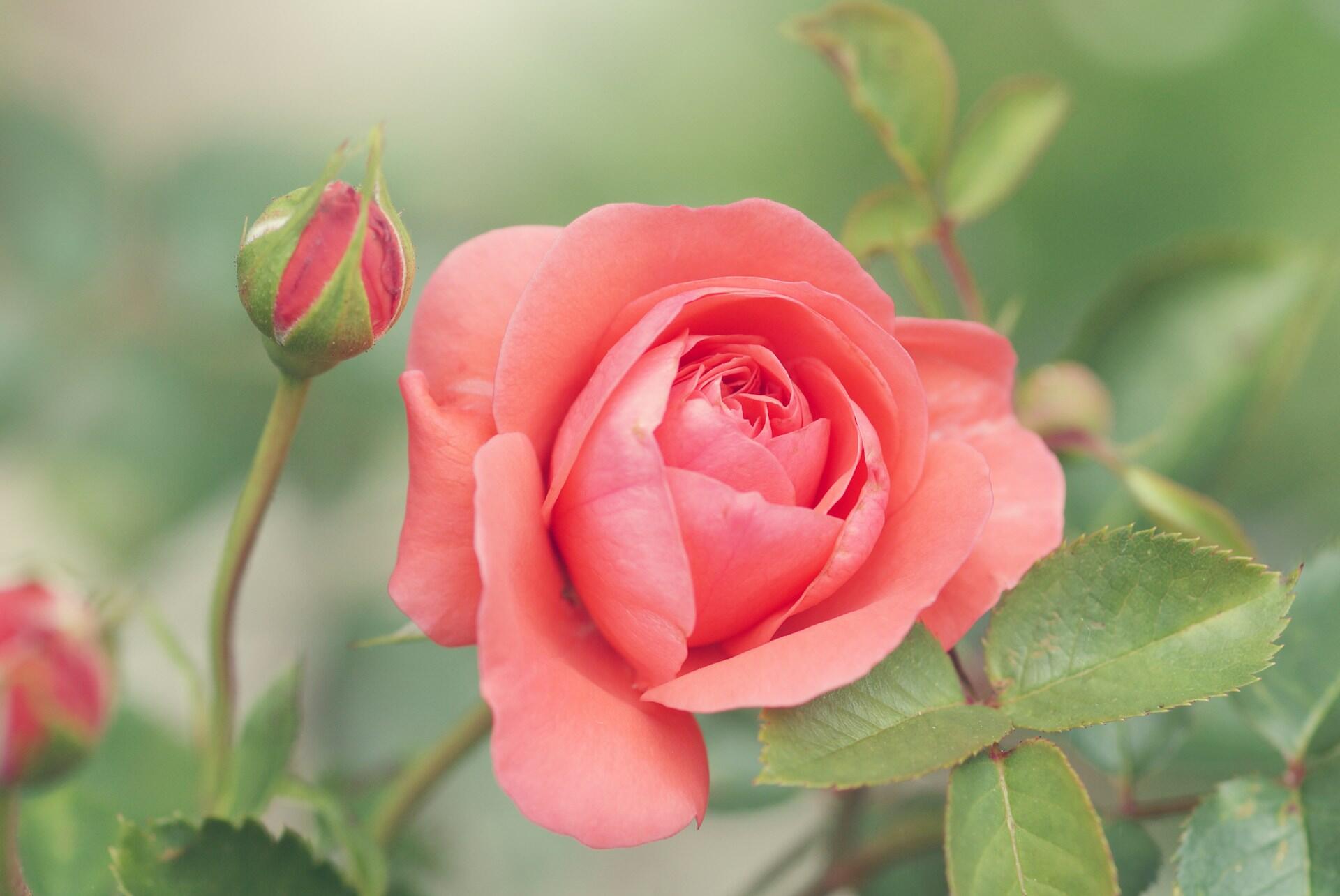 Rosa rose med roseknopp og grønne blader.