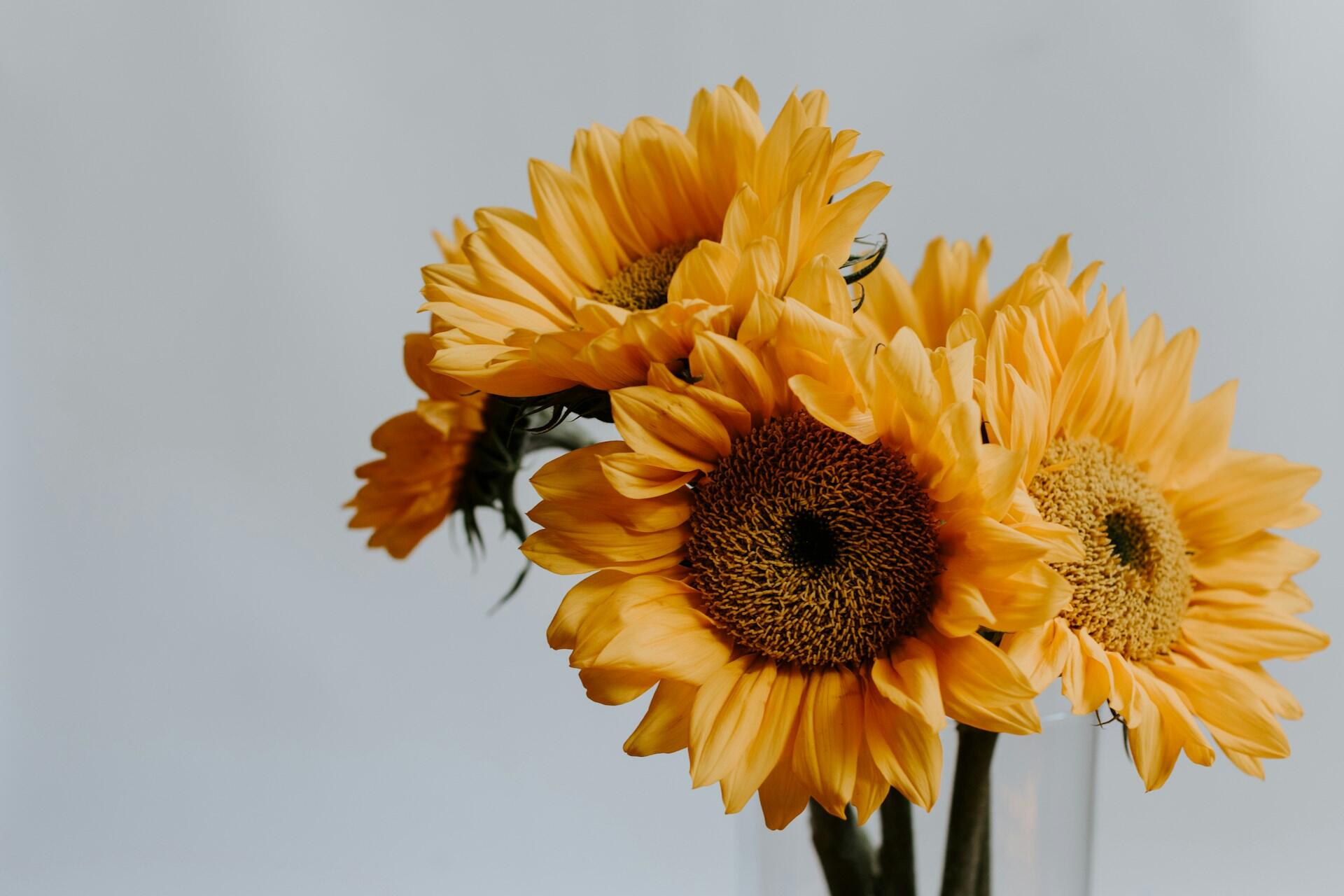 Gule solsikker med store blomsterhoder mot lys bakgrunn.