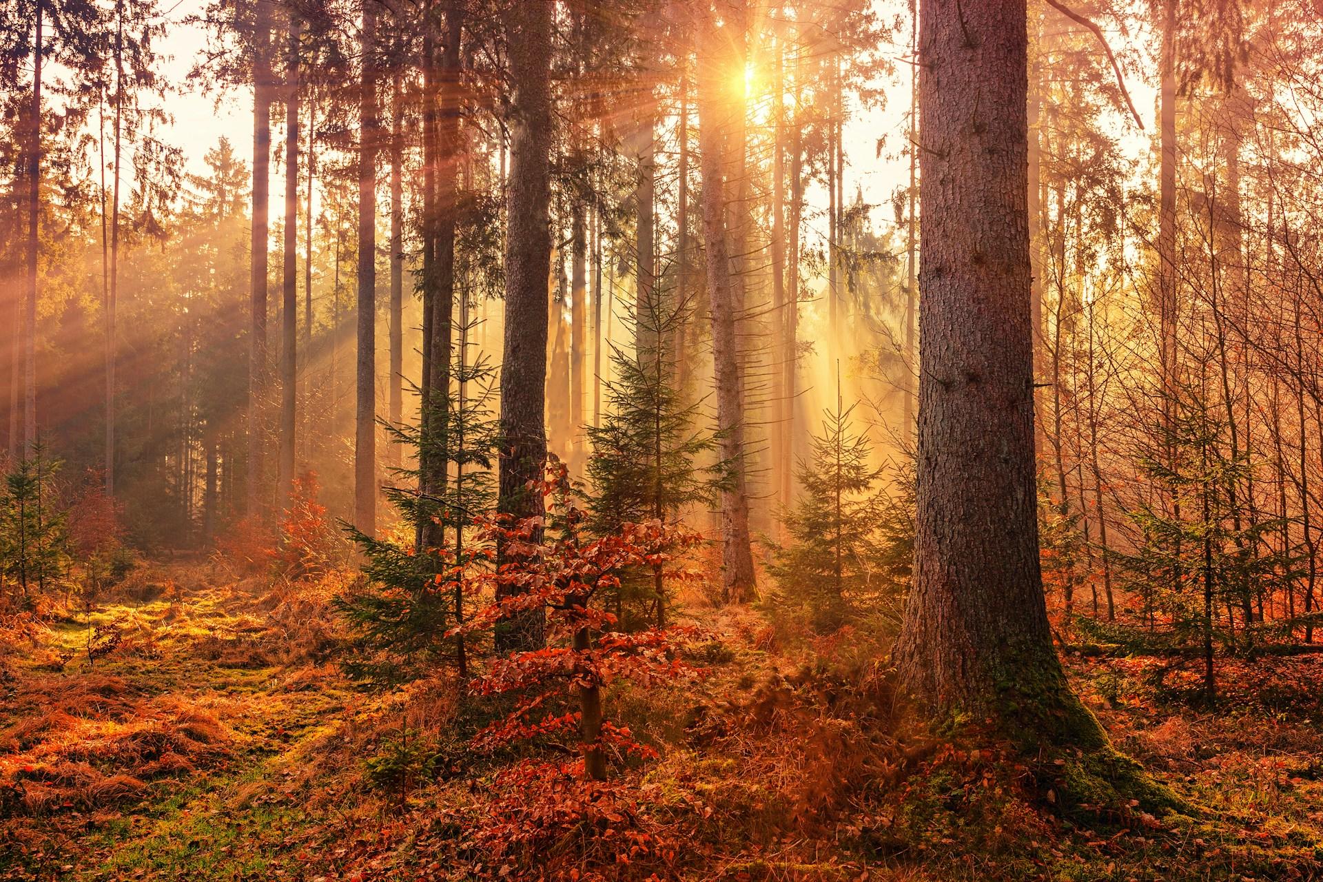 A landscape photograph of sunlight scattering through autumn trees.