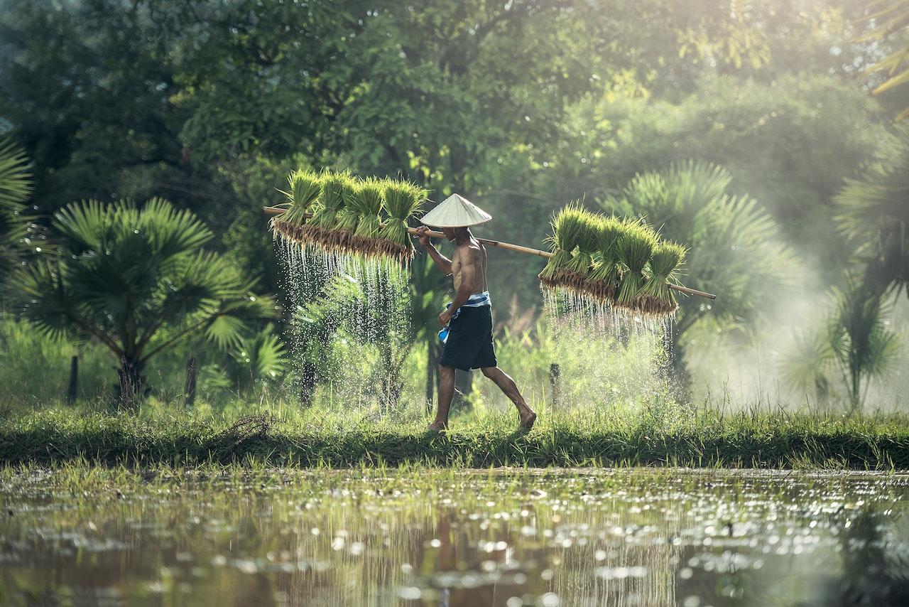 A farmer carrying harvested rice plants.