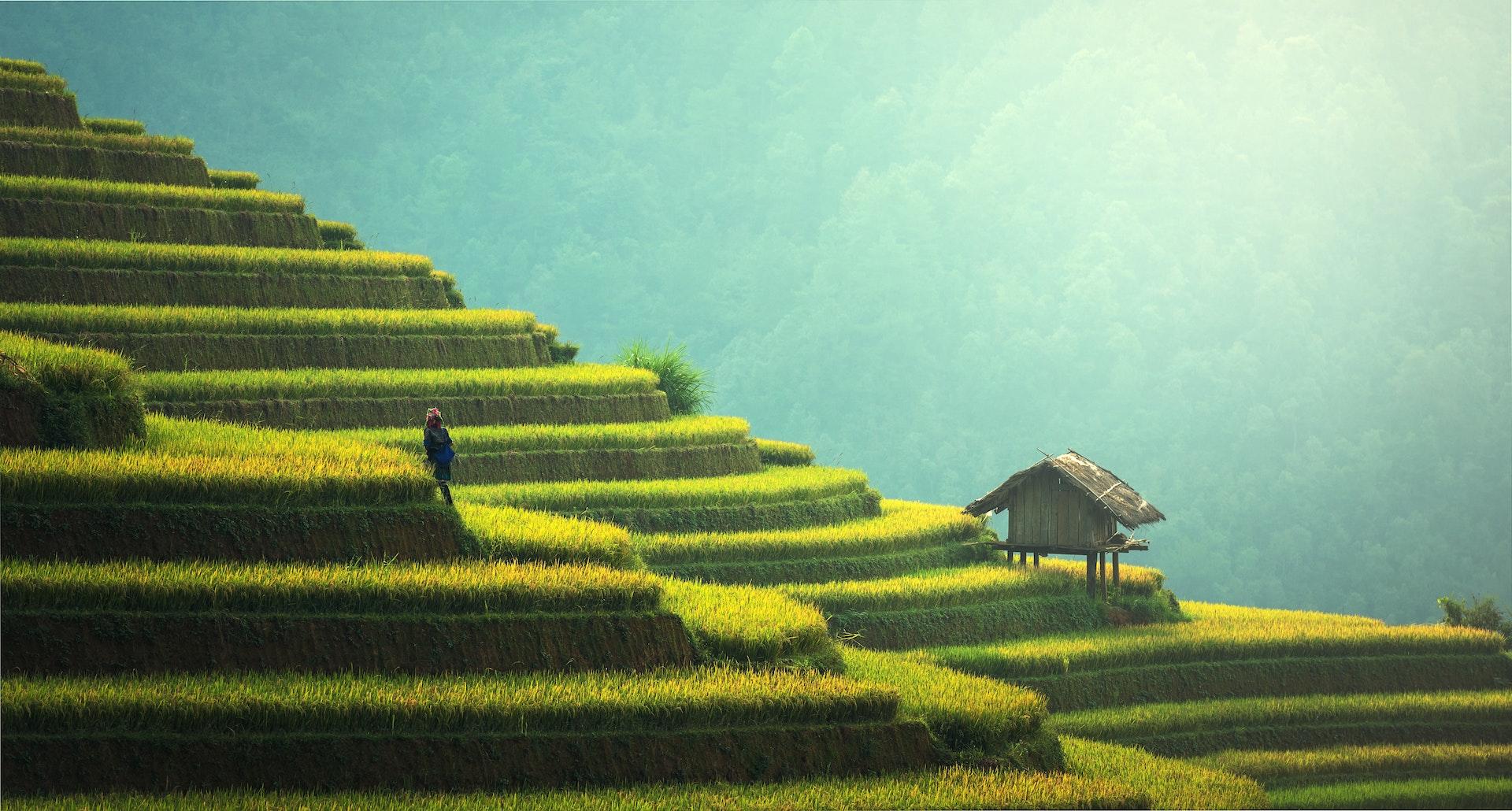 Steep terraced fields among the mountains.