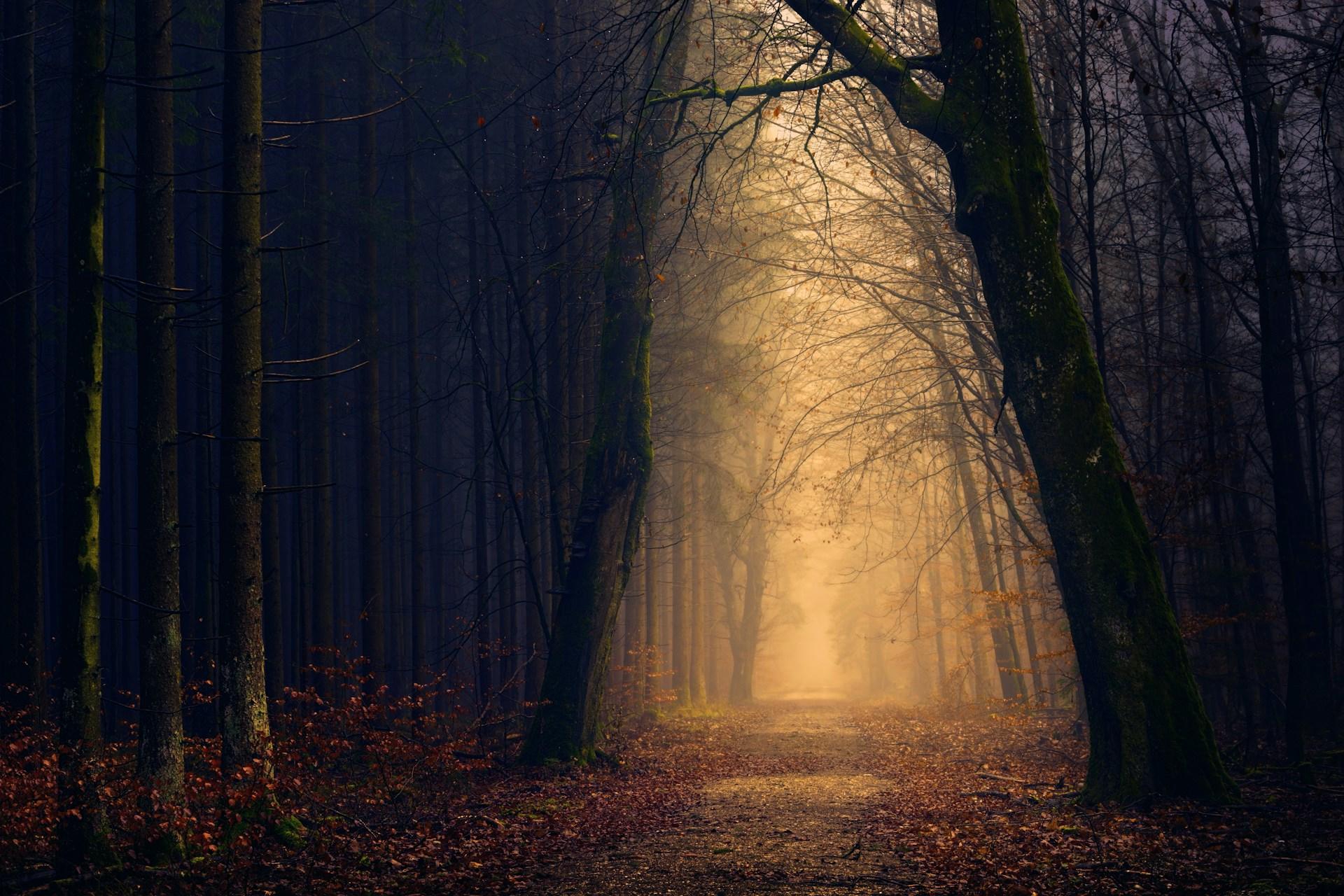 A landscape photograph of the woods with light breaking through the trees.