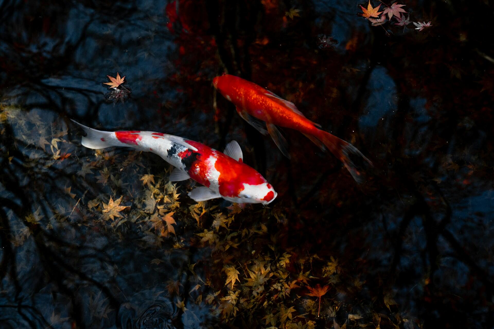 Koi fish.