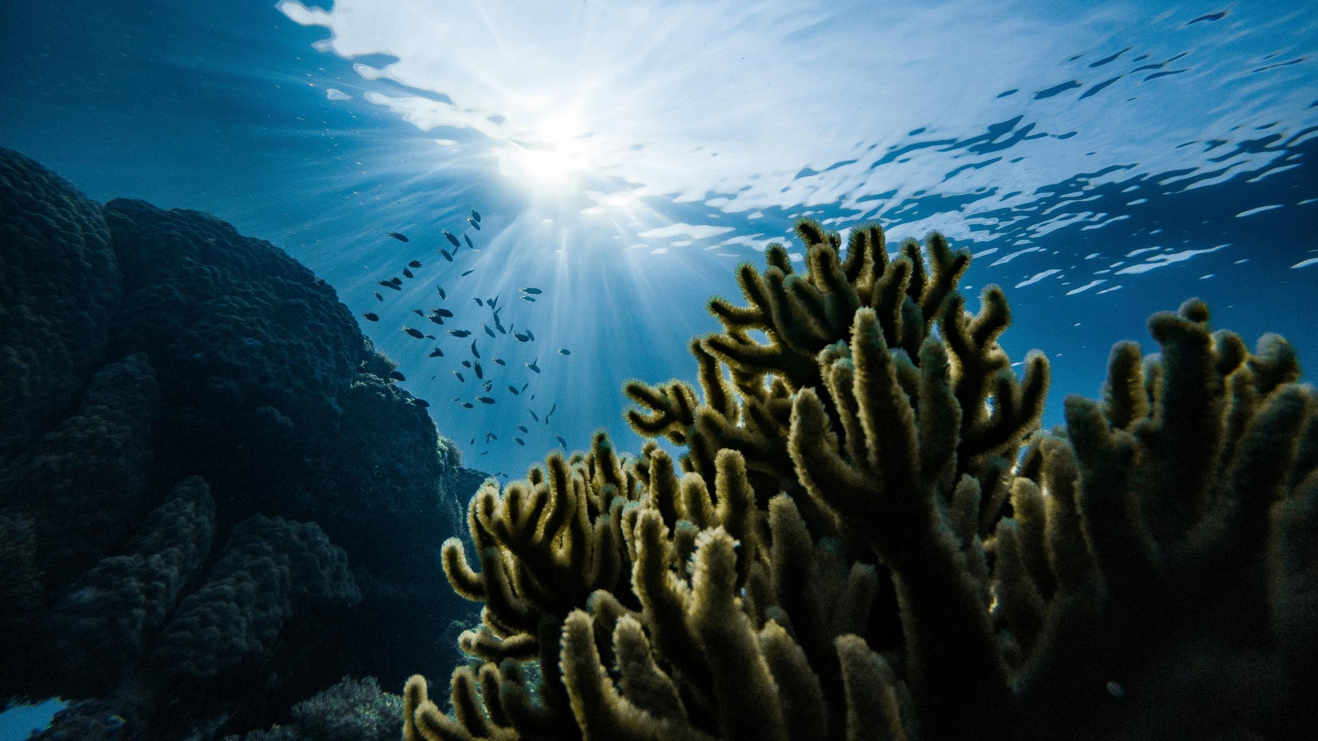 Underwater photo from the bottom of the ocean
