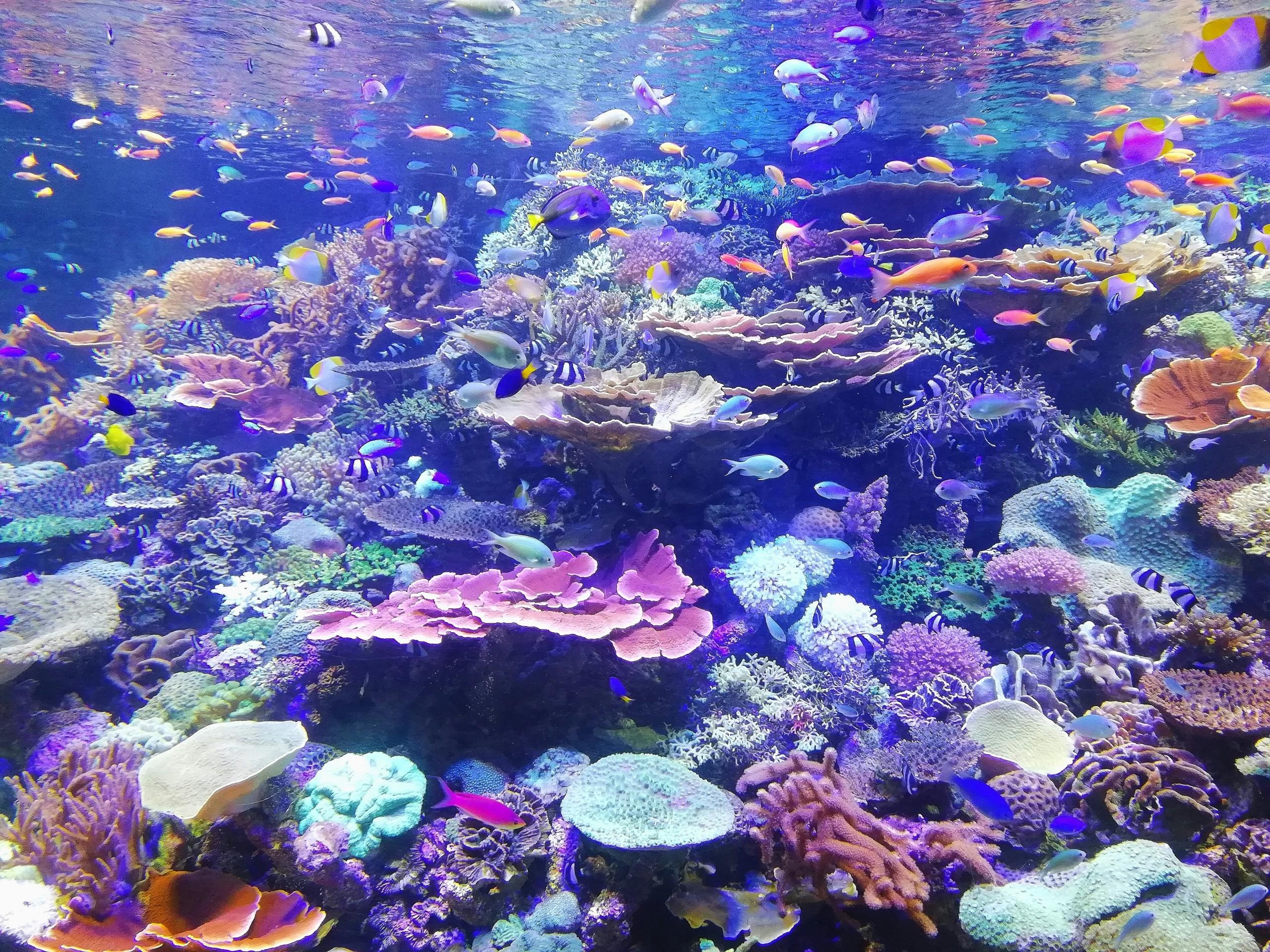 Chorals in the ocean and fish