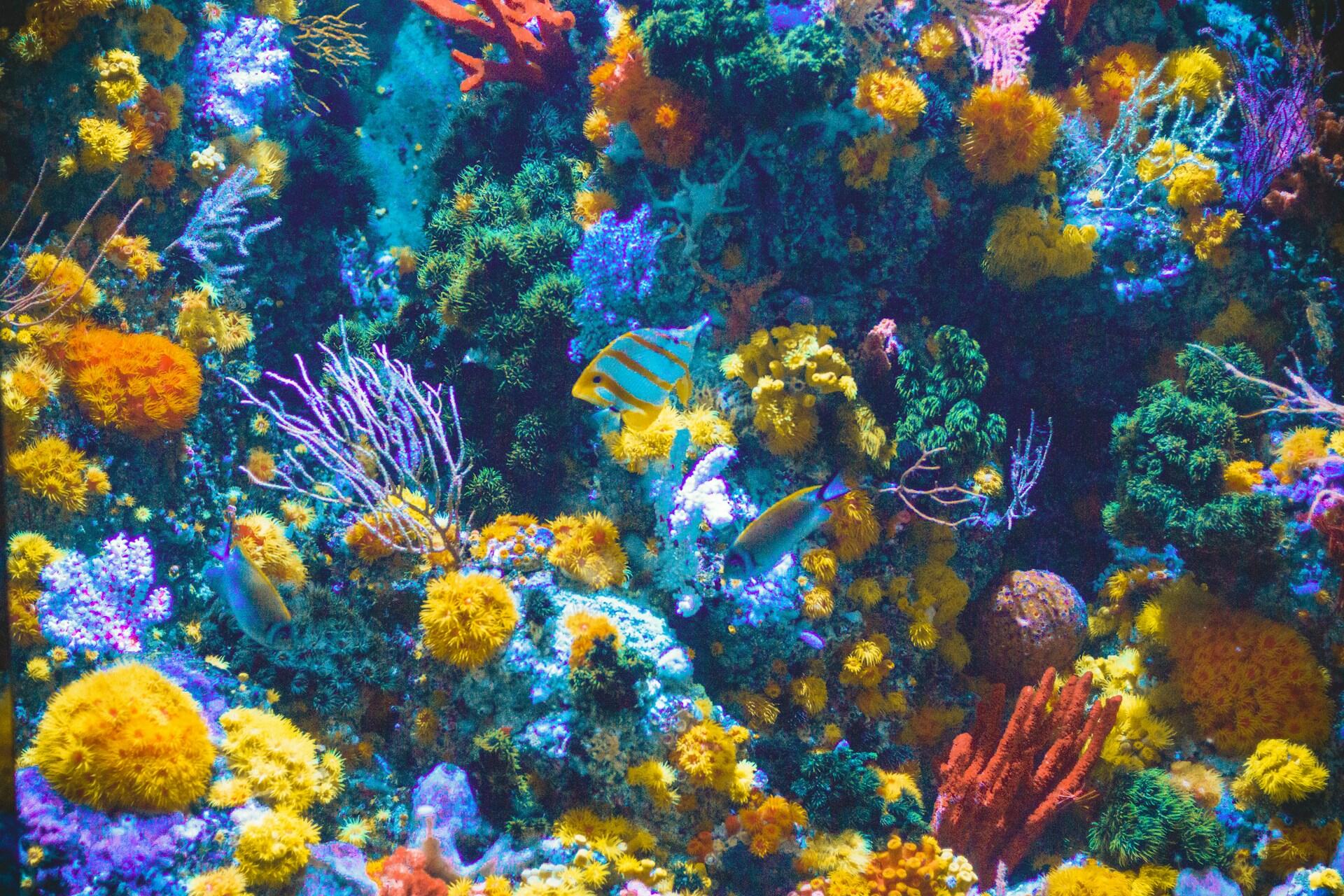Coral reef in an aquarium.