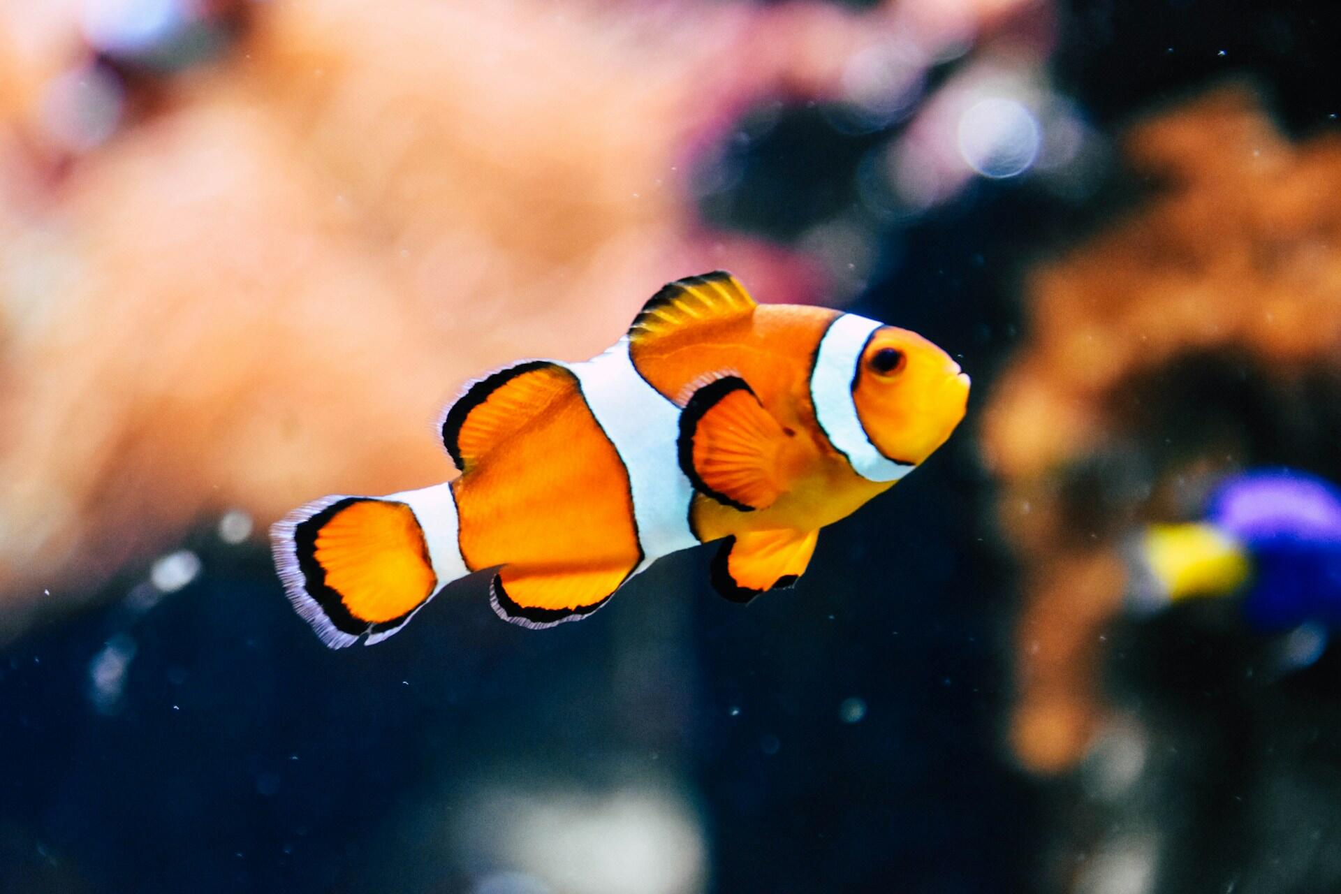 A clown fish swimming.
