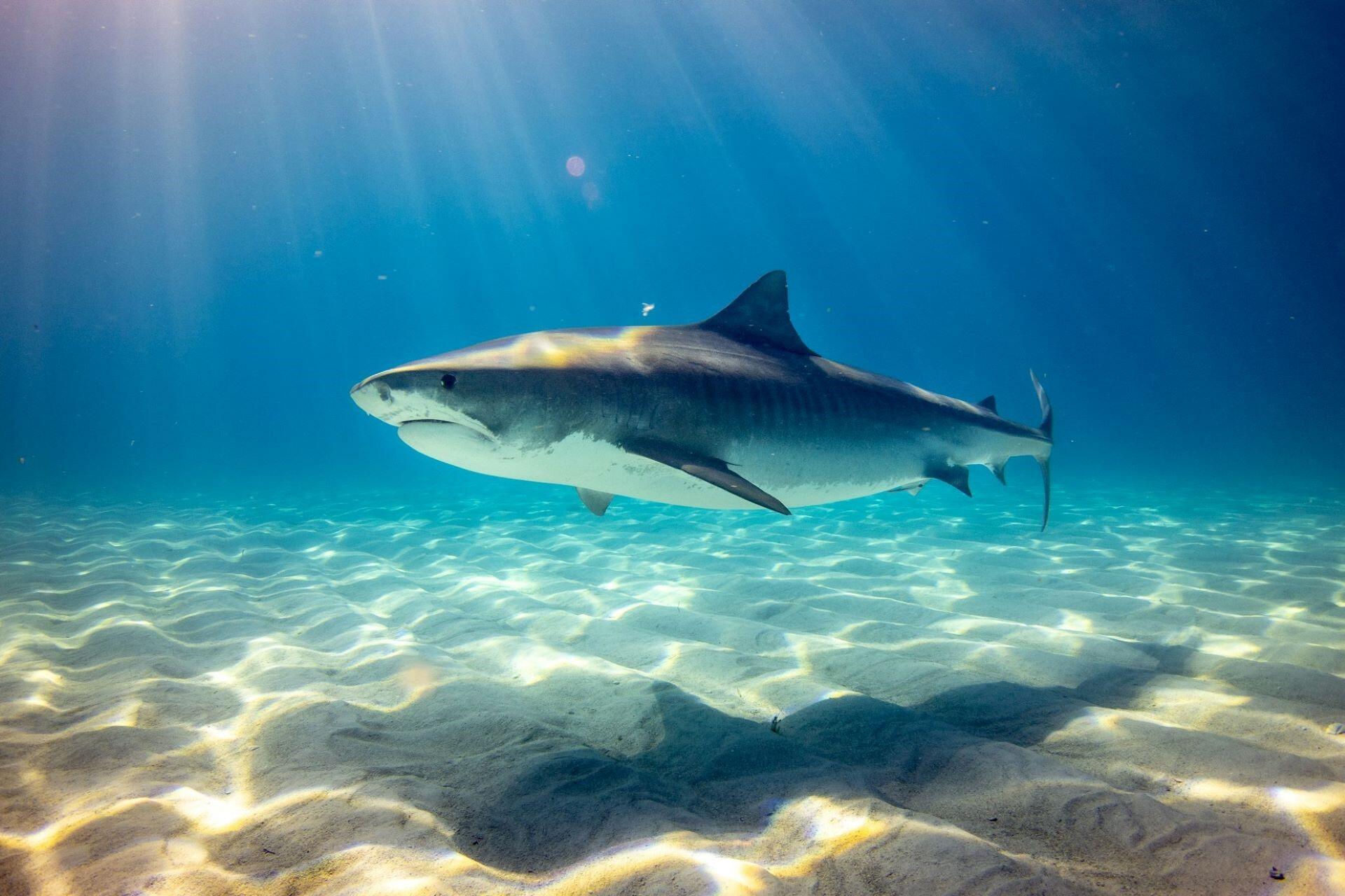 A tiger shark in the Bahamas.