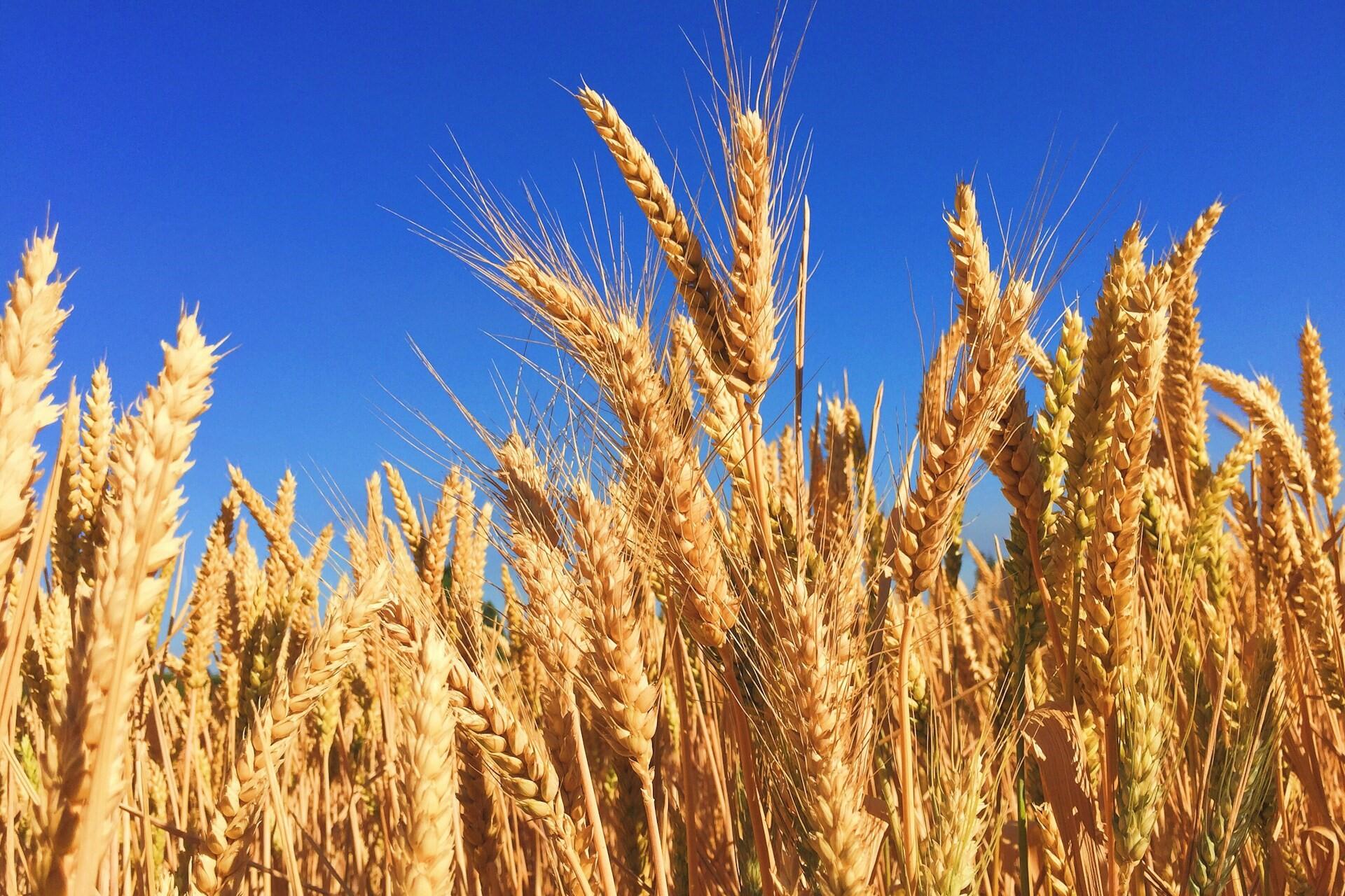 Wheat growing in a field under a blue sky