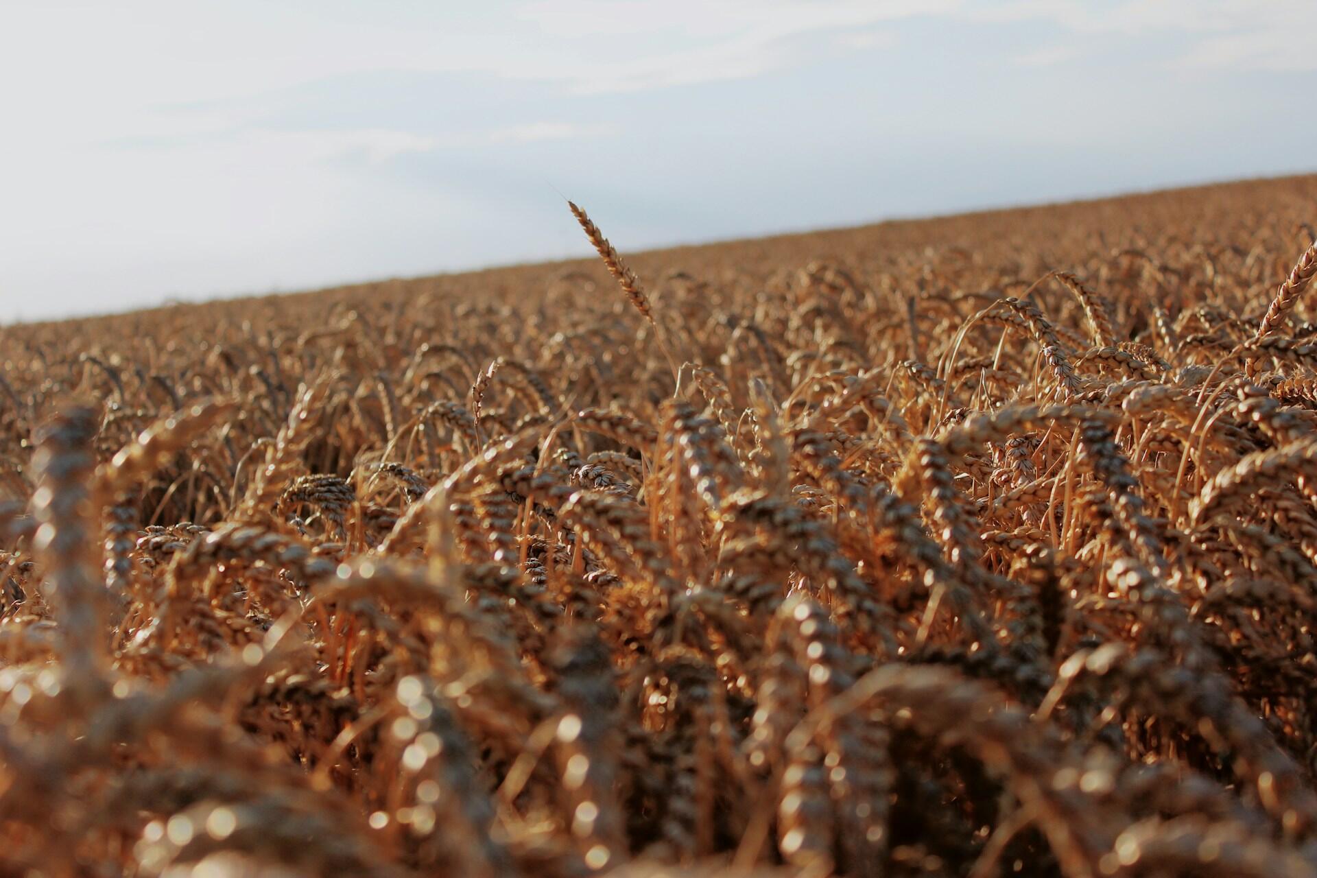 A wheat field.