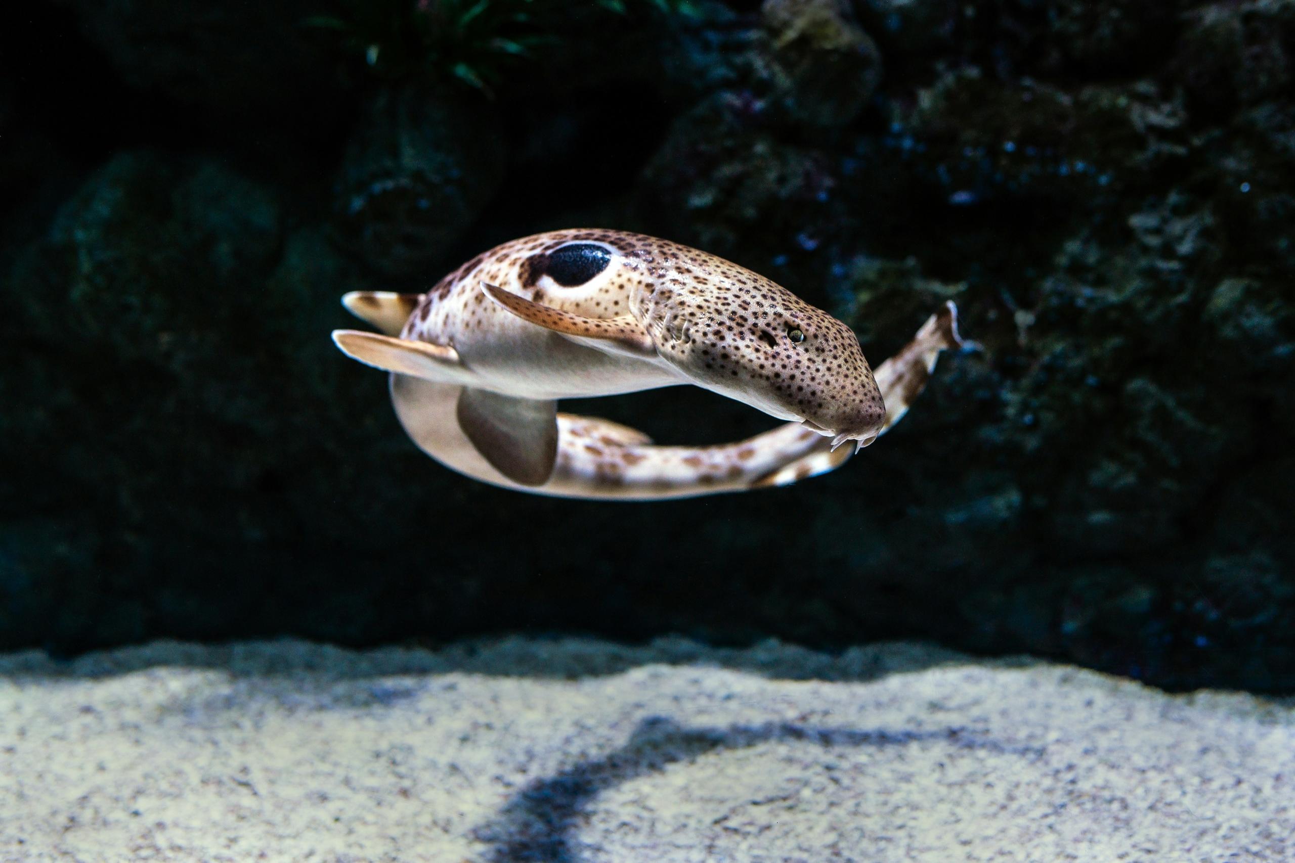 Underwater species