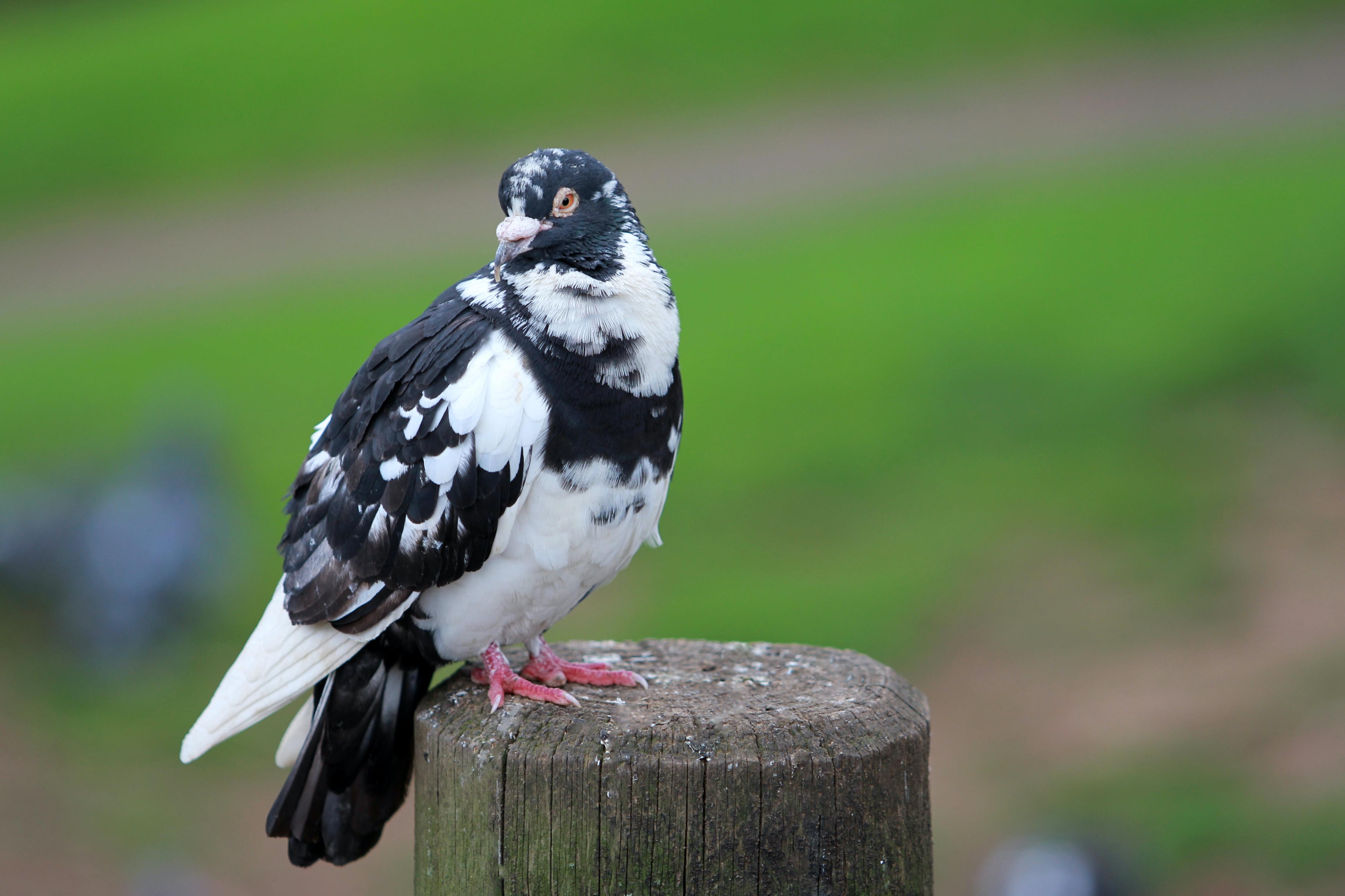 Bird Auckland park