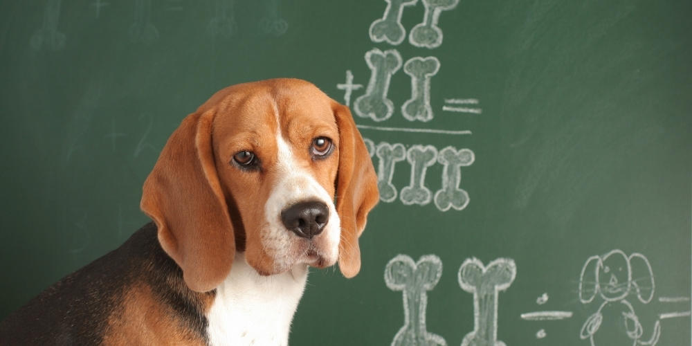 Maths 101 Dog learning maths