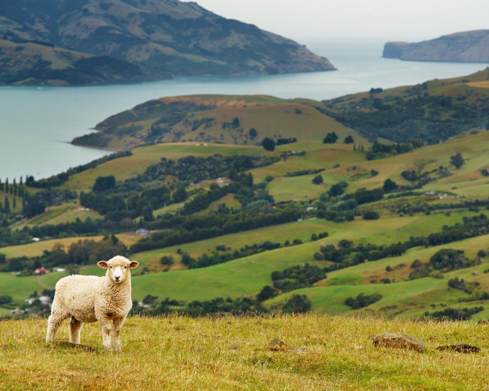 Will you learn English in the New Zealand Landscape Sheep