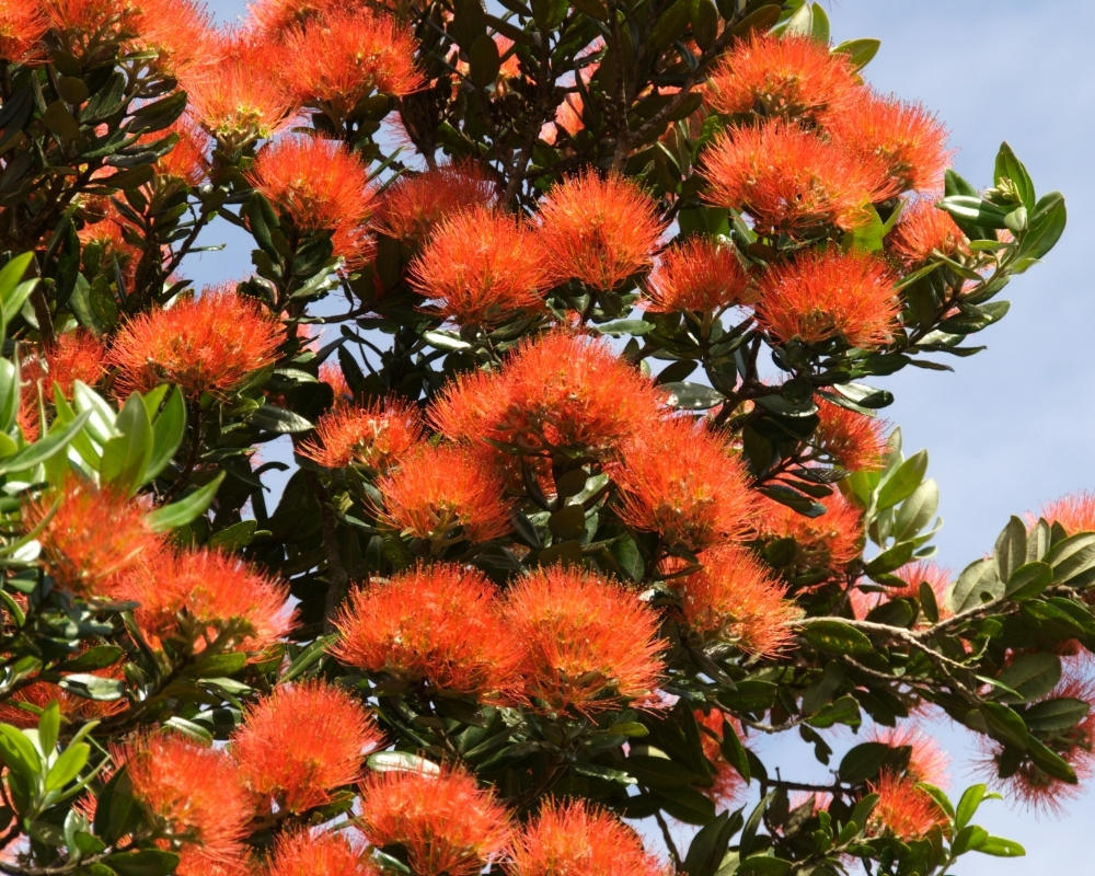 Pohutukawa flowers