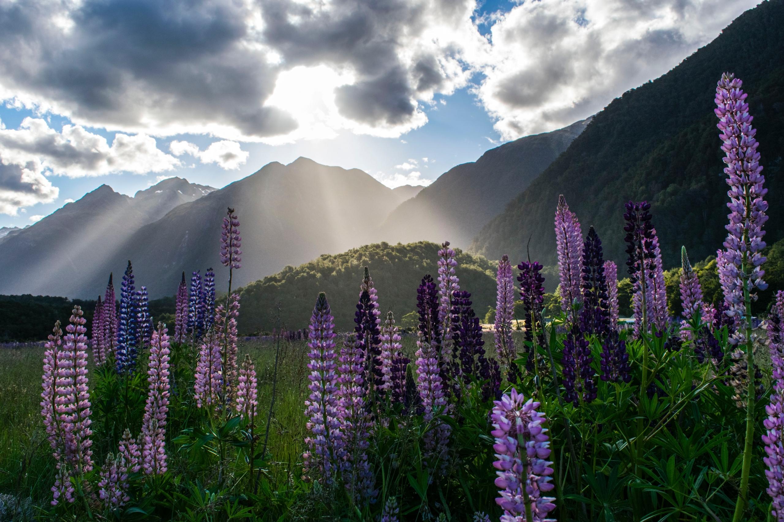 Learn Maori and discover New Zealand culture more deeply