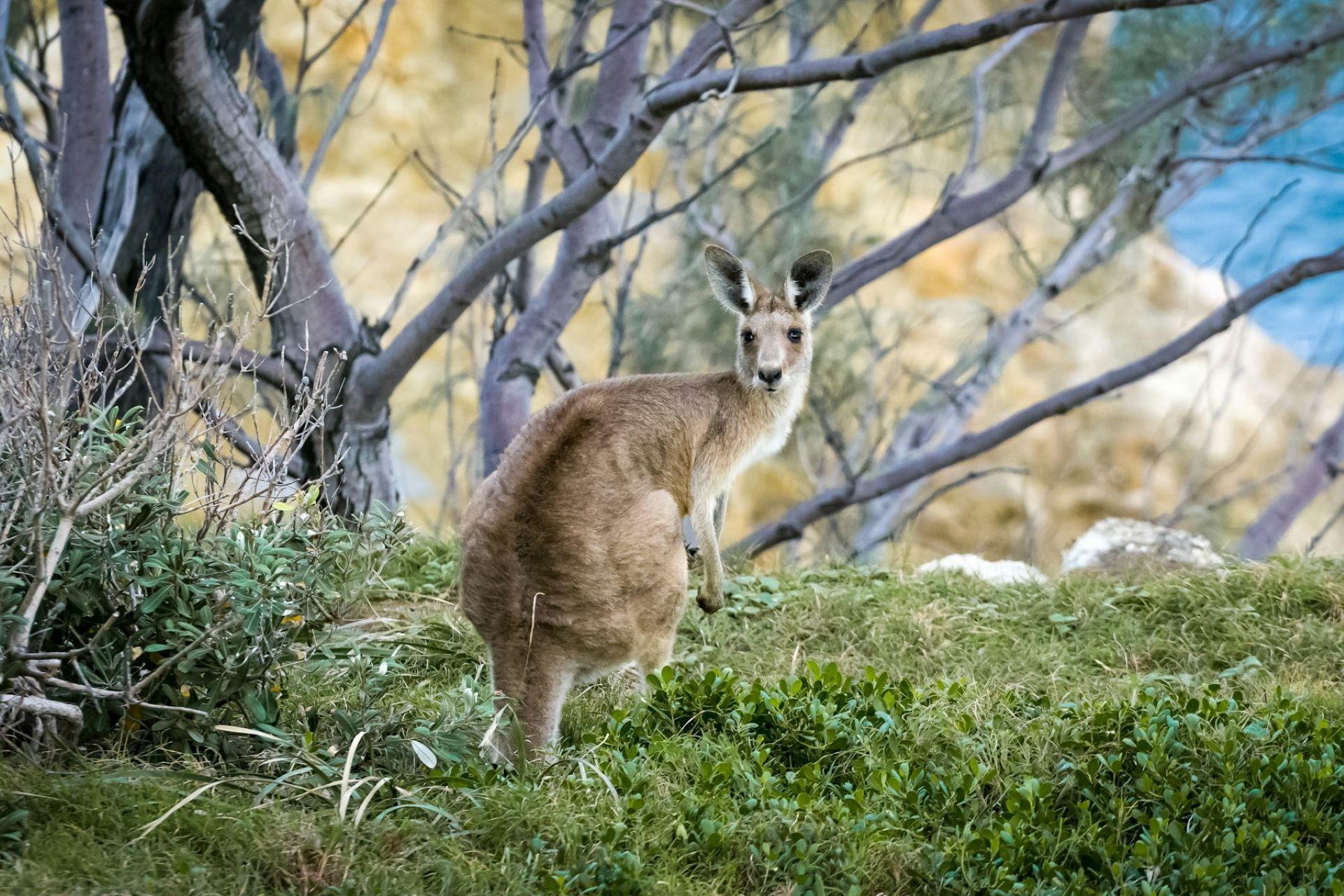 A kangaroo or a wallaby.