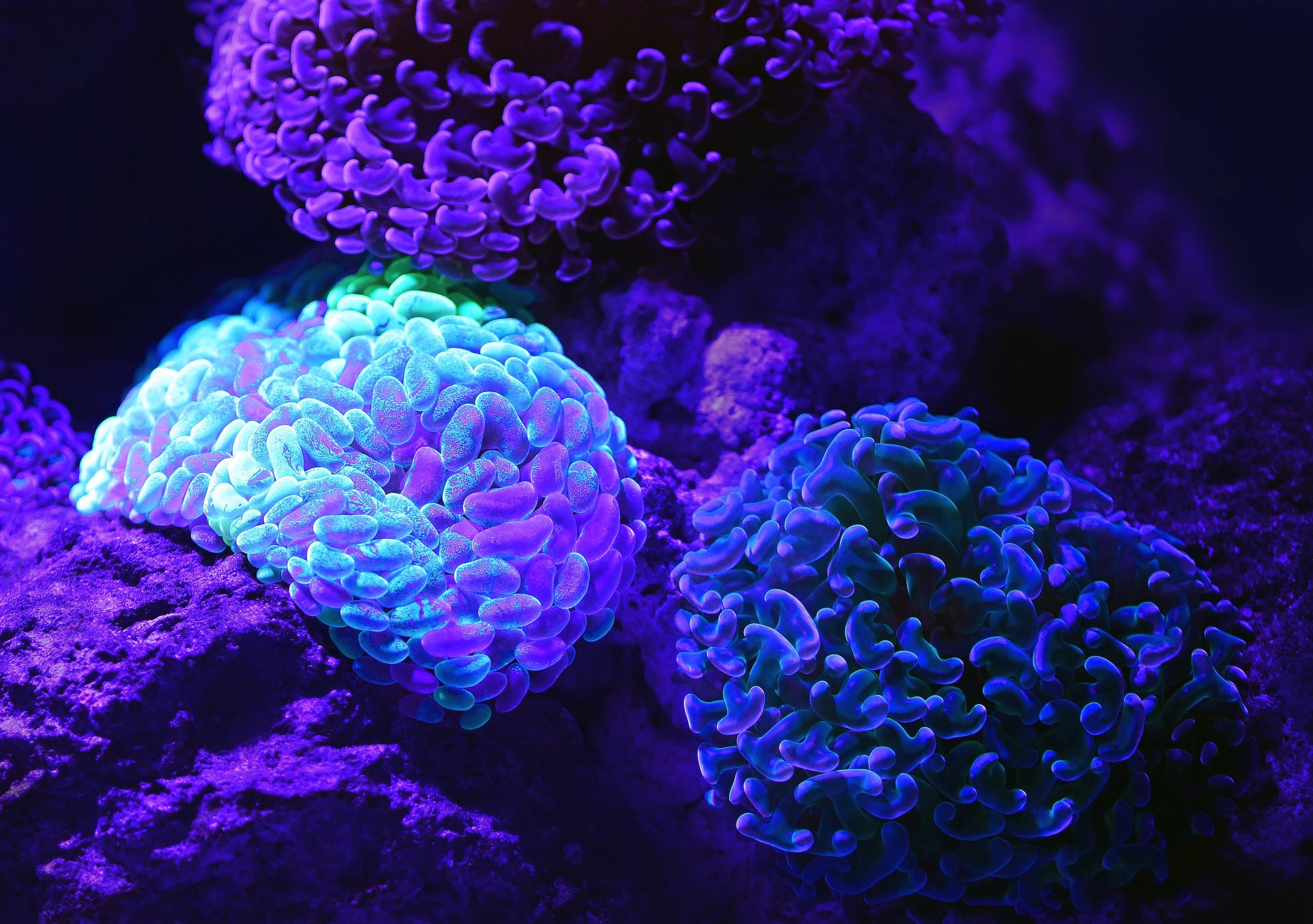 Bacteria