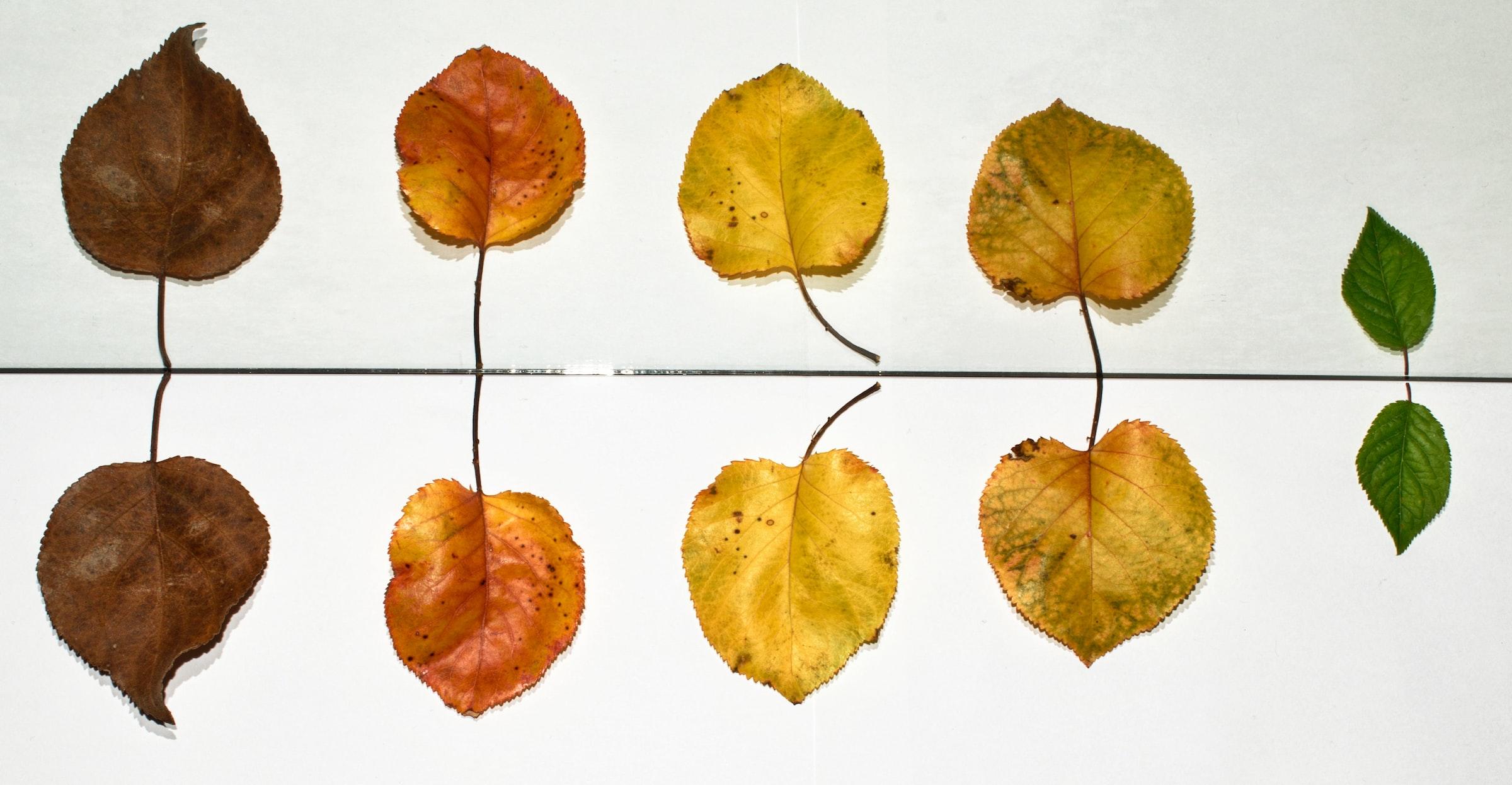 Life process of leaves