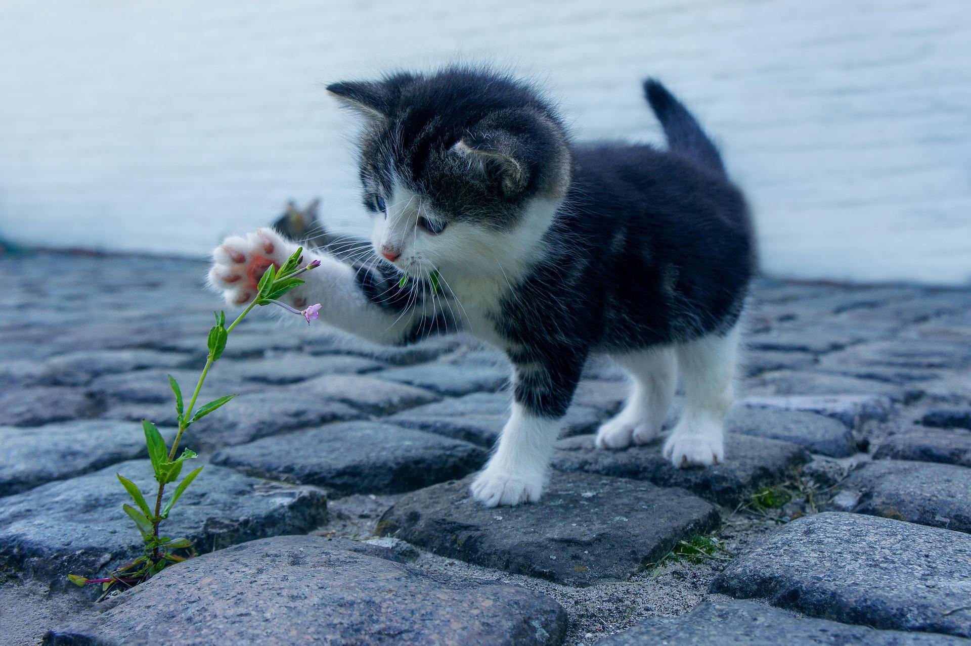 Black and white kitten patting weed growing in pavement