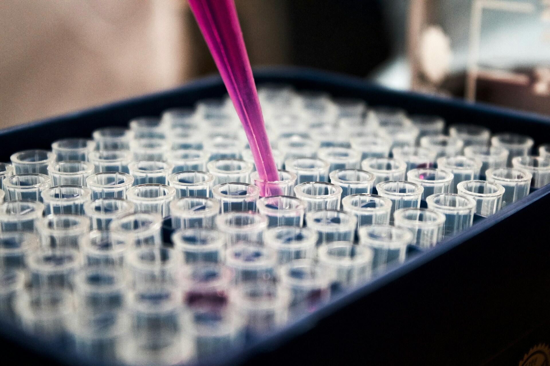 Pipette transferring pink liquid into small laboratory tubes