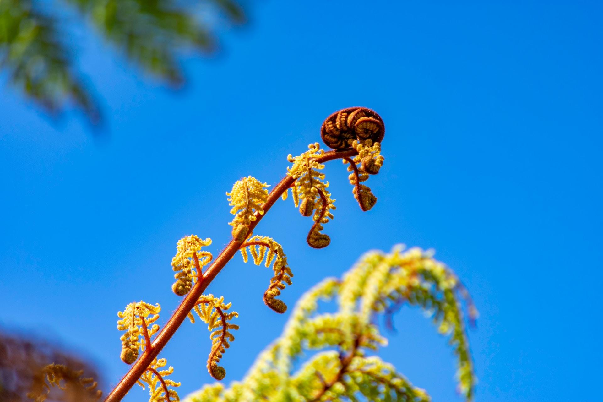 A New Zealand green fern.