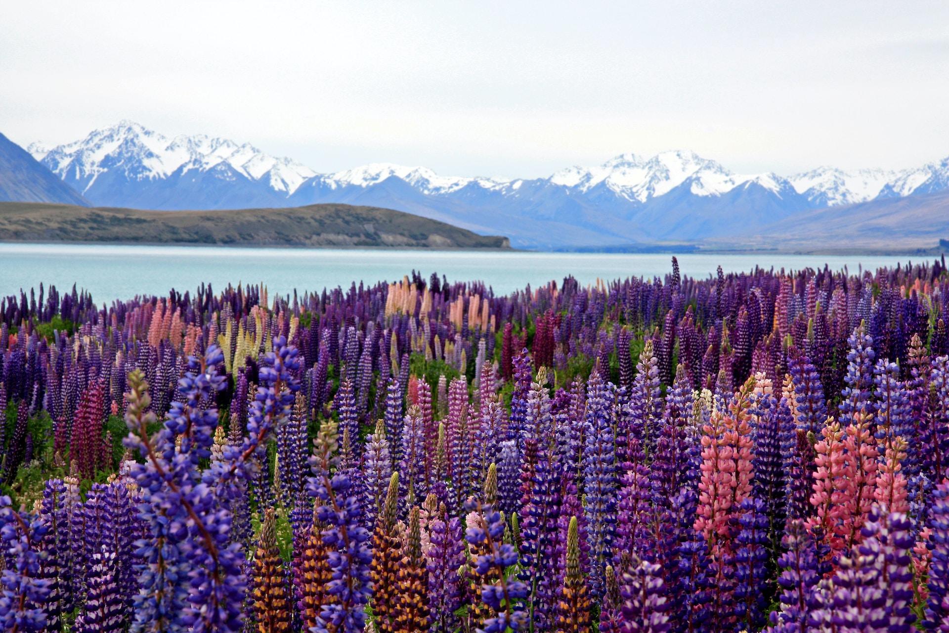 A photo of lupins at Lake Tekapo.