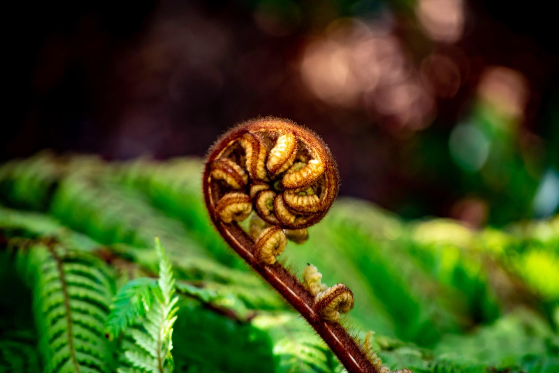 A fern in New Zealand.