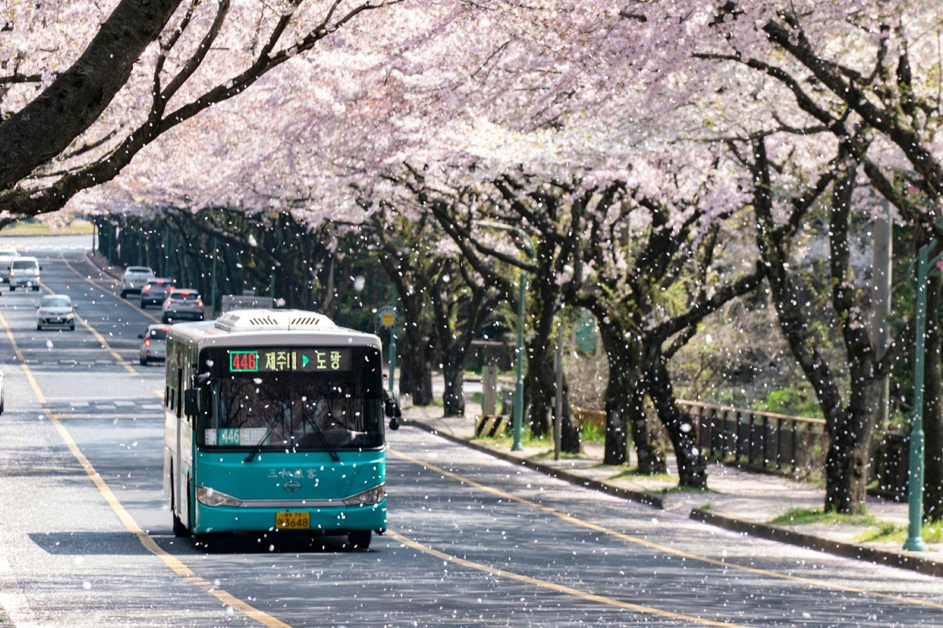 A bus in Korea driving down a street lined with cherry blossoms.