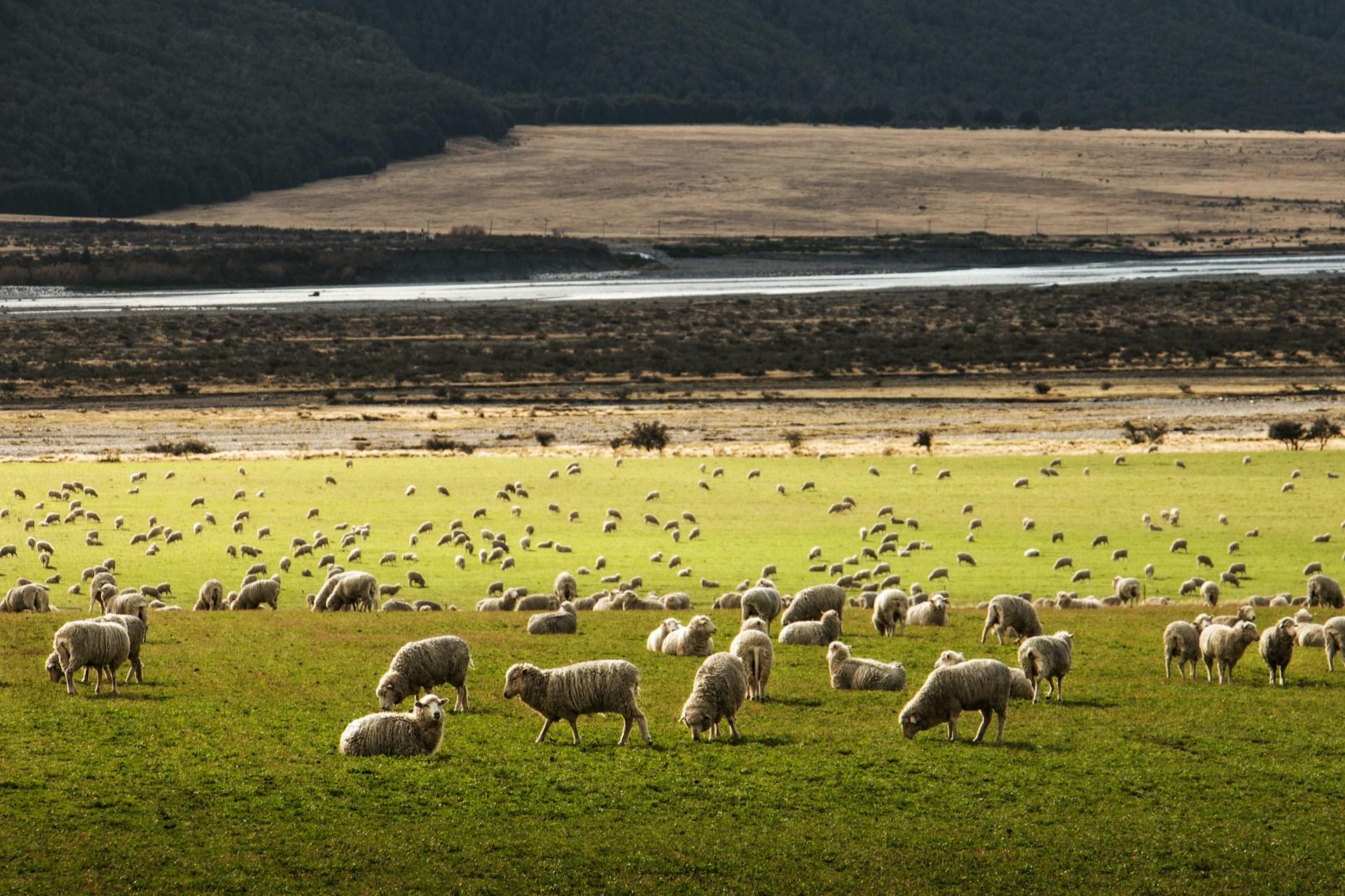 Sheep in rural New Zealand.