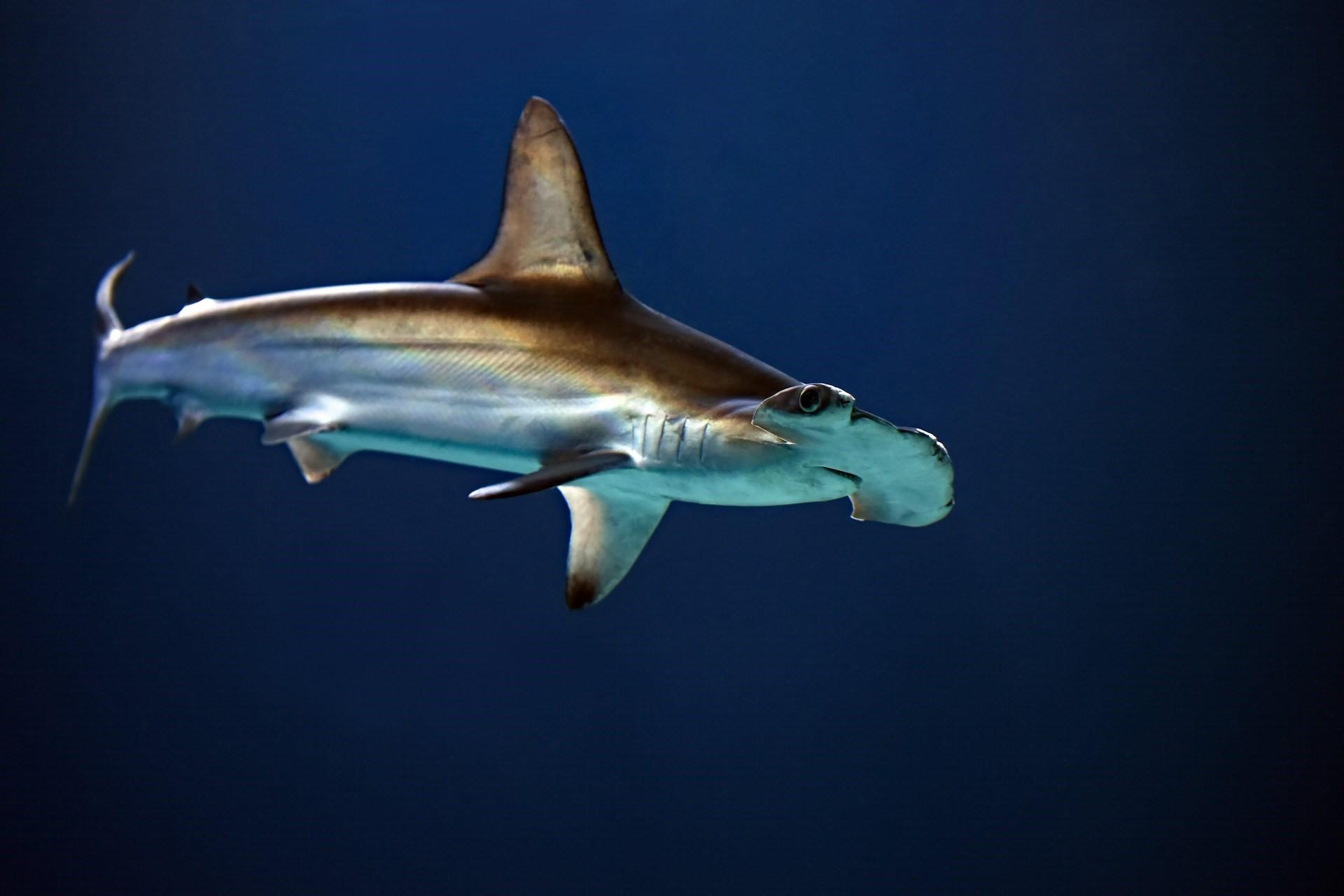 A hammerhead shark.