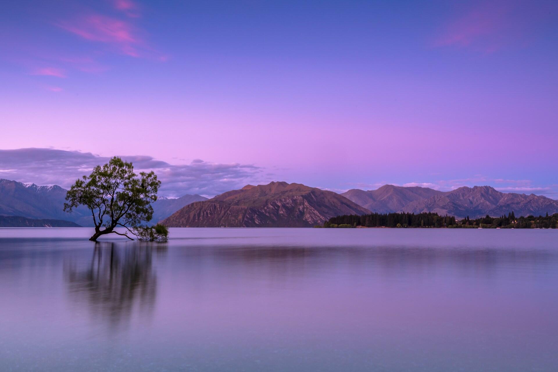 A solitary tree in a lake in Wanaka, Otago, New Zealand.