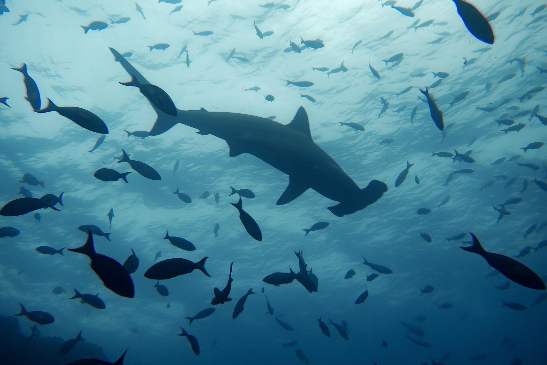 Hammerhead shark swimming underwater surrounded by fish