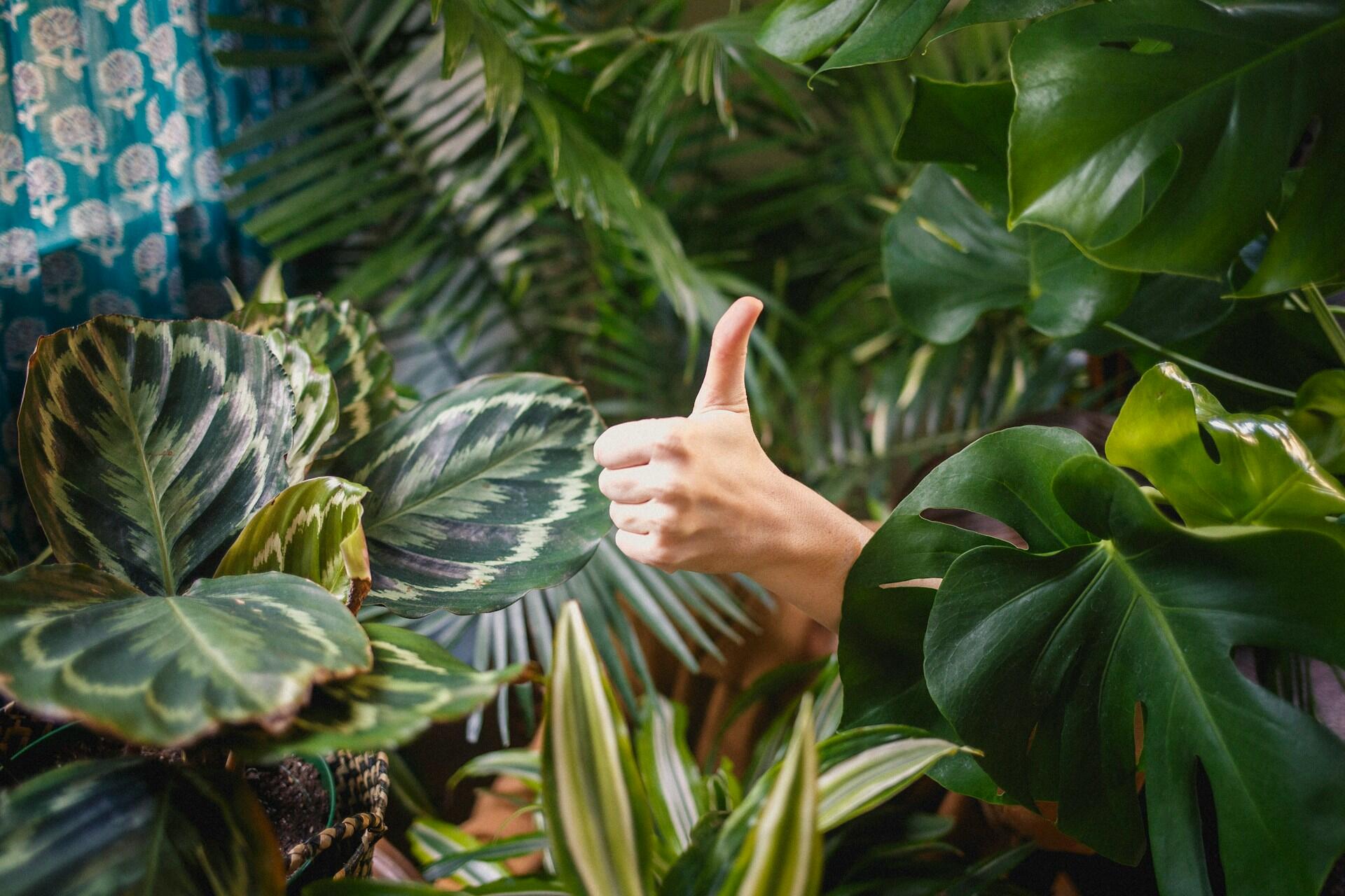 Hand giving a thumbs-up gesture among green indoor plants