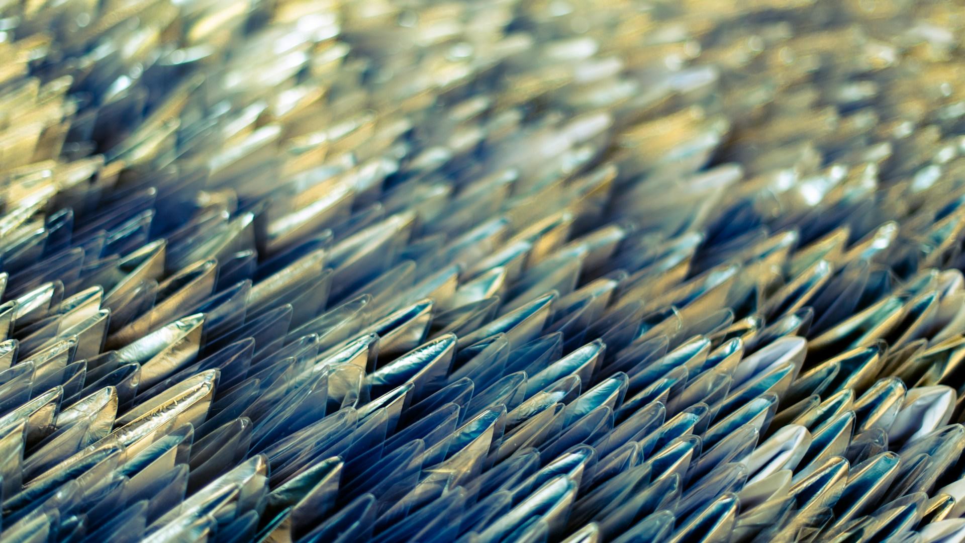 A closeup of fish scales.