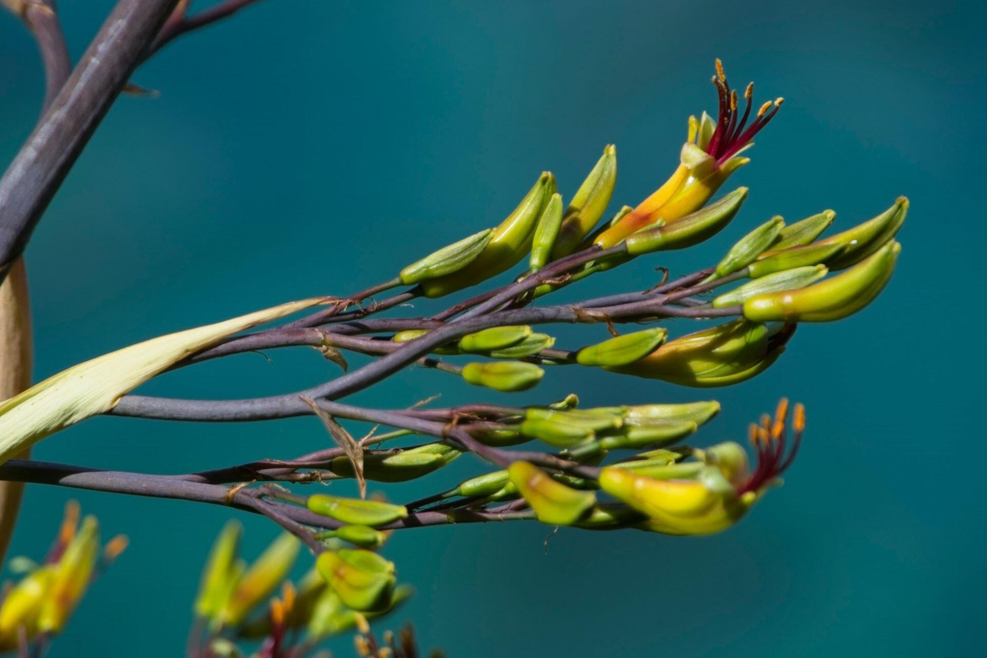 Harakeke plant flowering in New Zealand