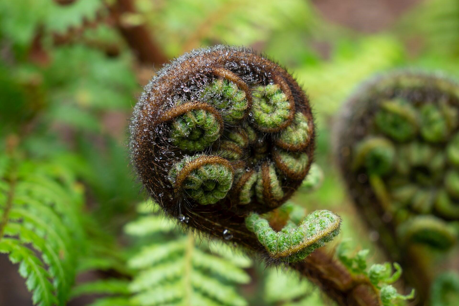 Close-up of an unfurling fern frond covered in fine hairs