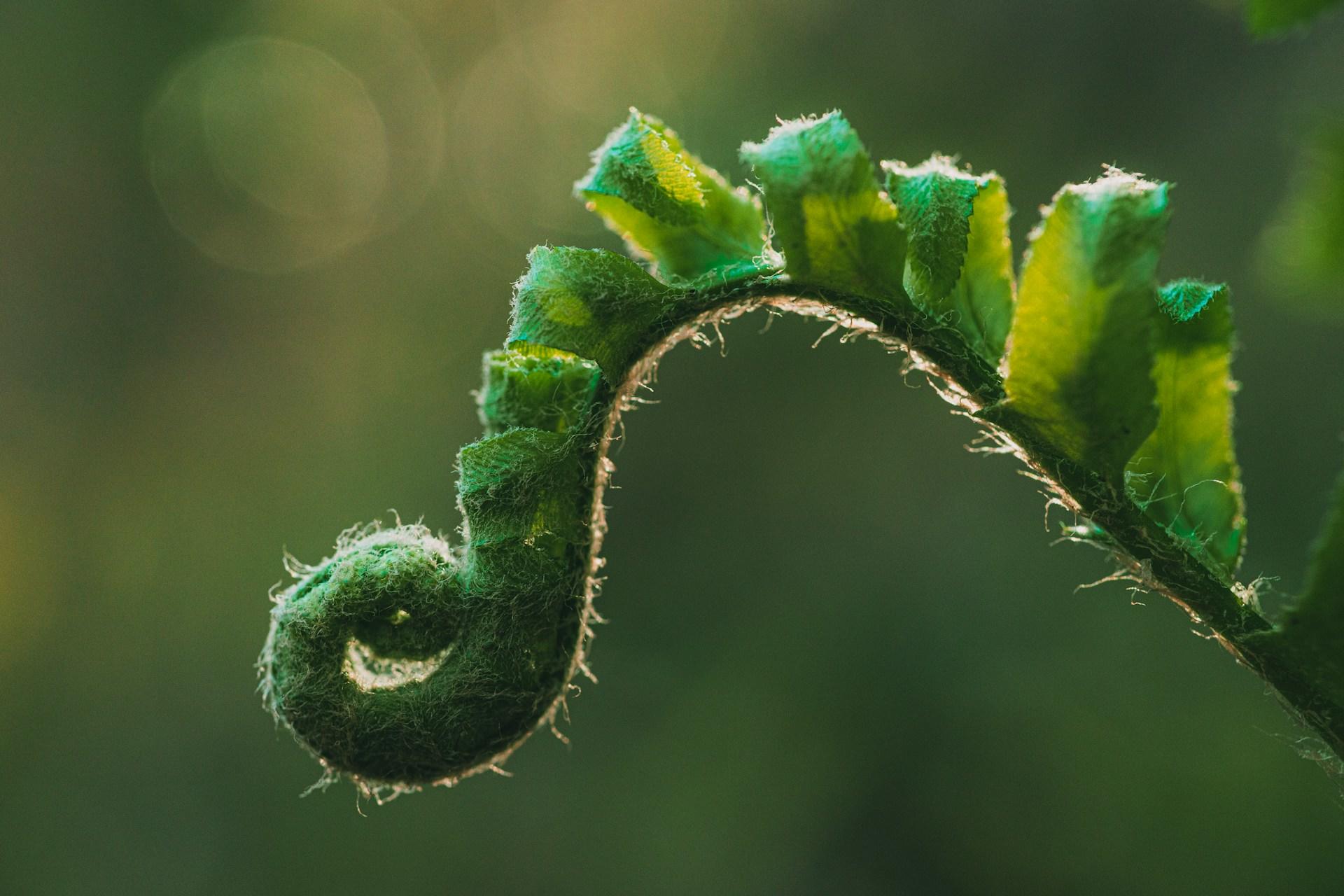 A fern unfurling.