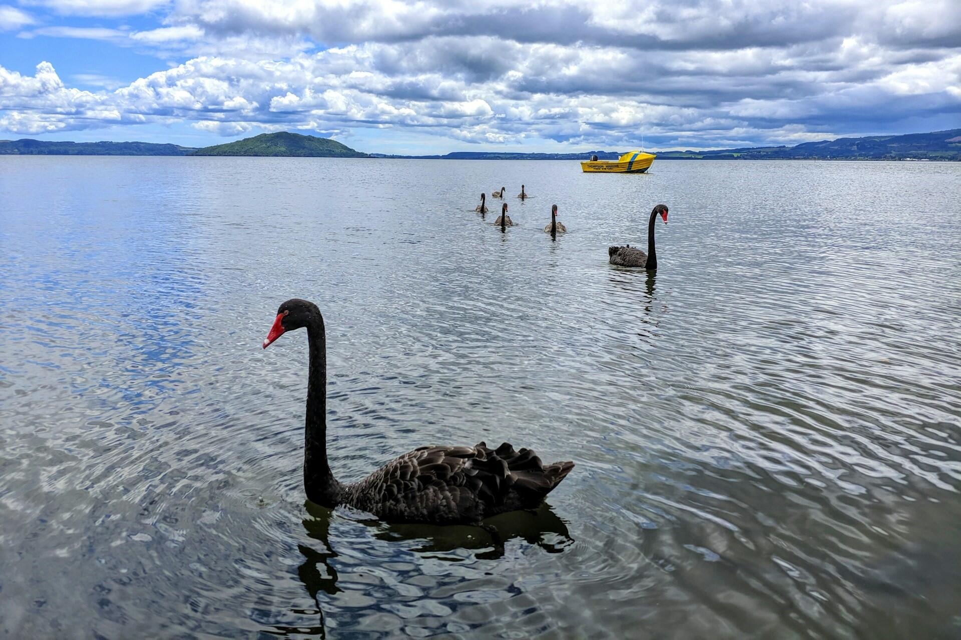 Lake Rotorua with swans on it.