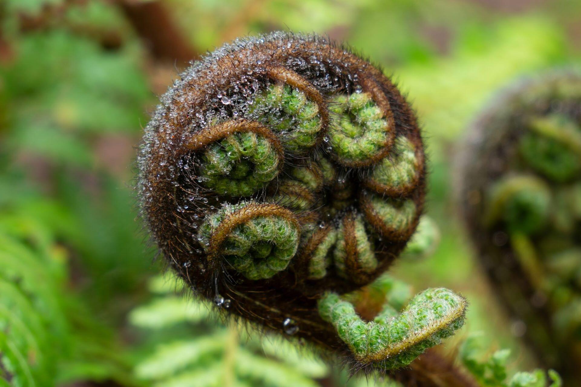 Unfurling koru fern frond in New Zealand