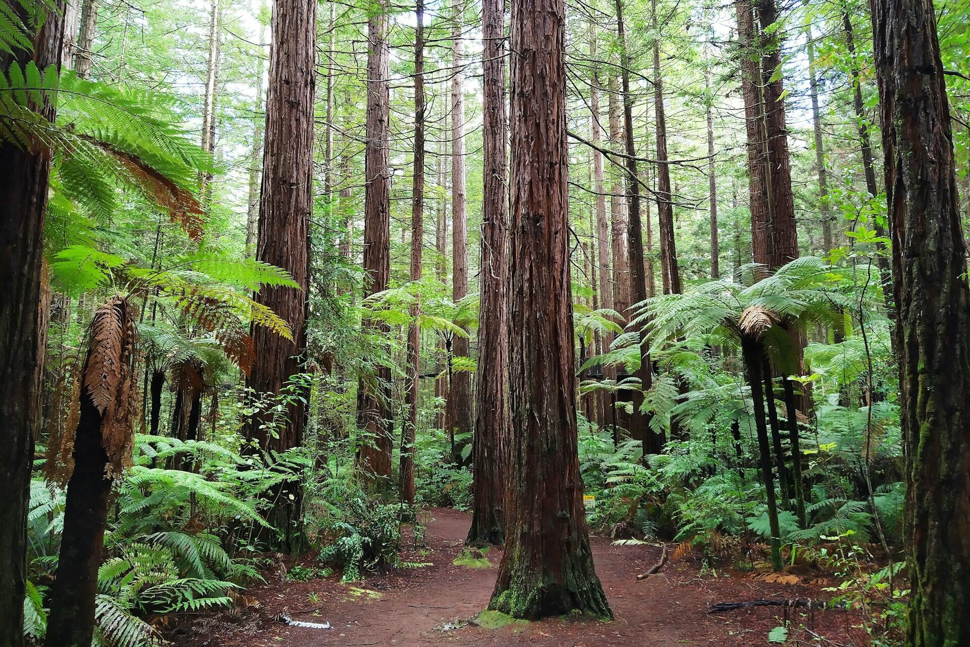 Redwood trees in Rotorua, New Zealand.