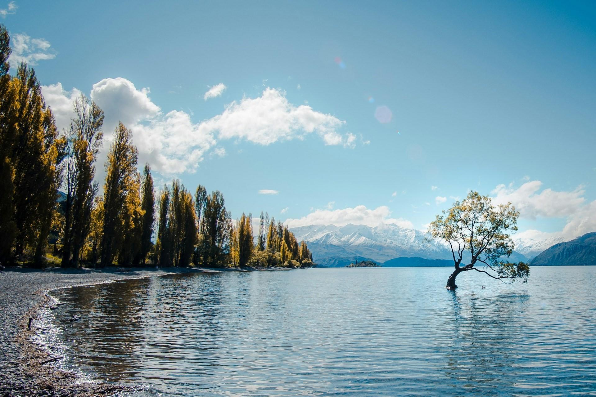 That Wanaka tree.