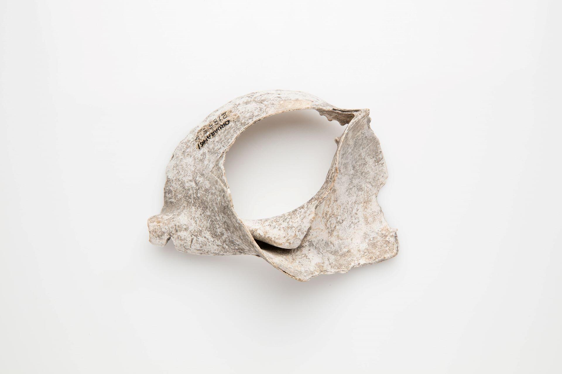 A Maori puutaatara, made from a shell.