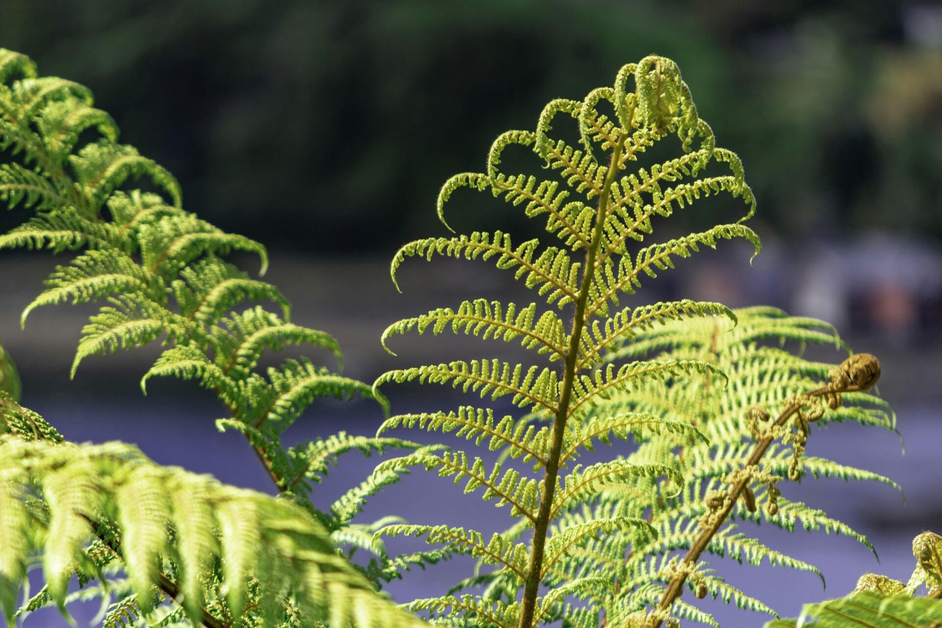 A silver fern.