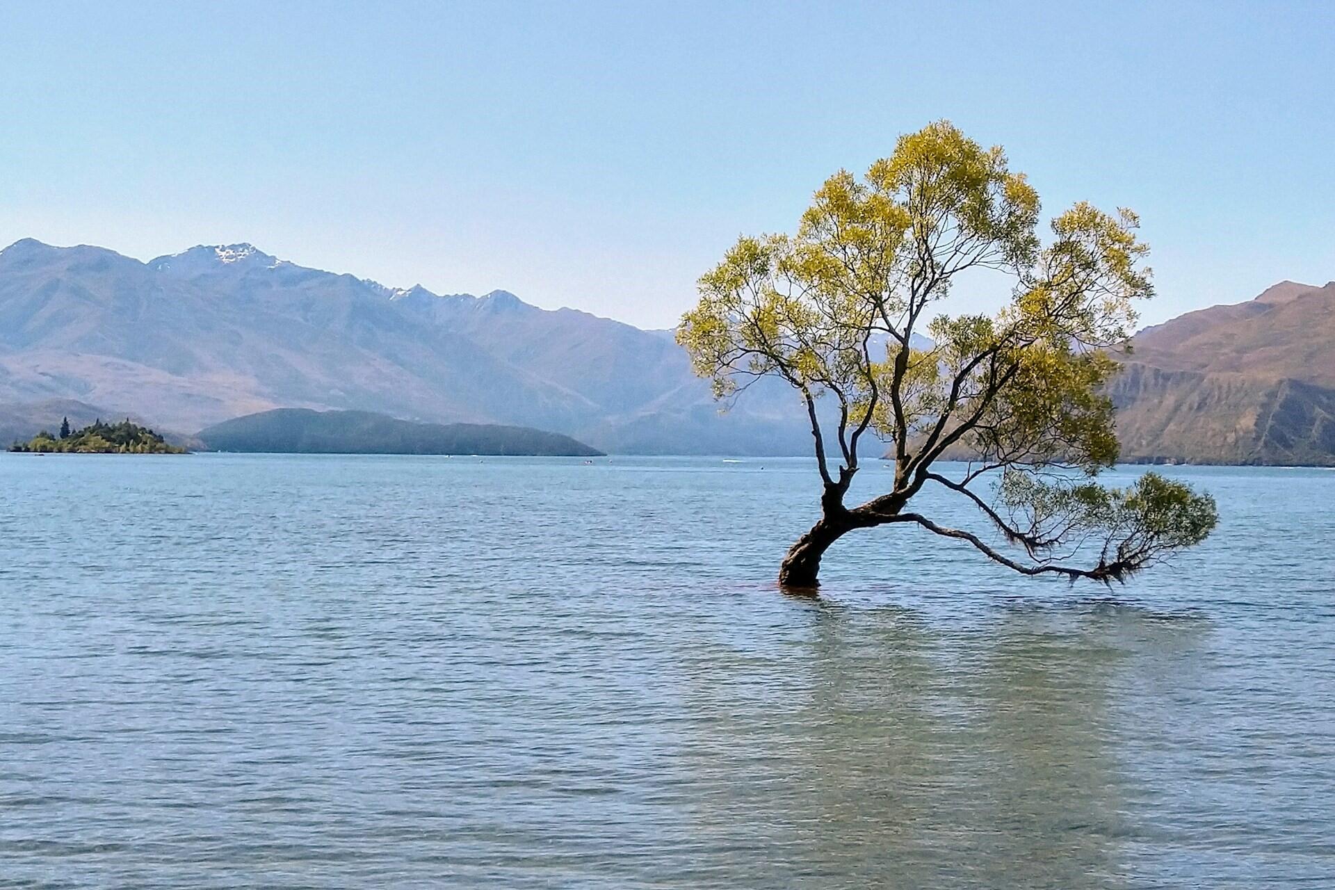 A lone tree in a lake in New Zealand.