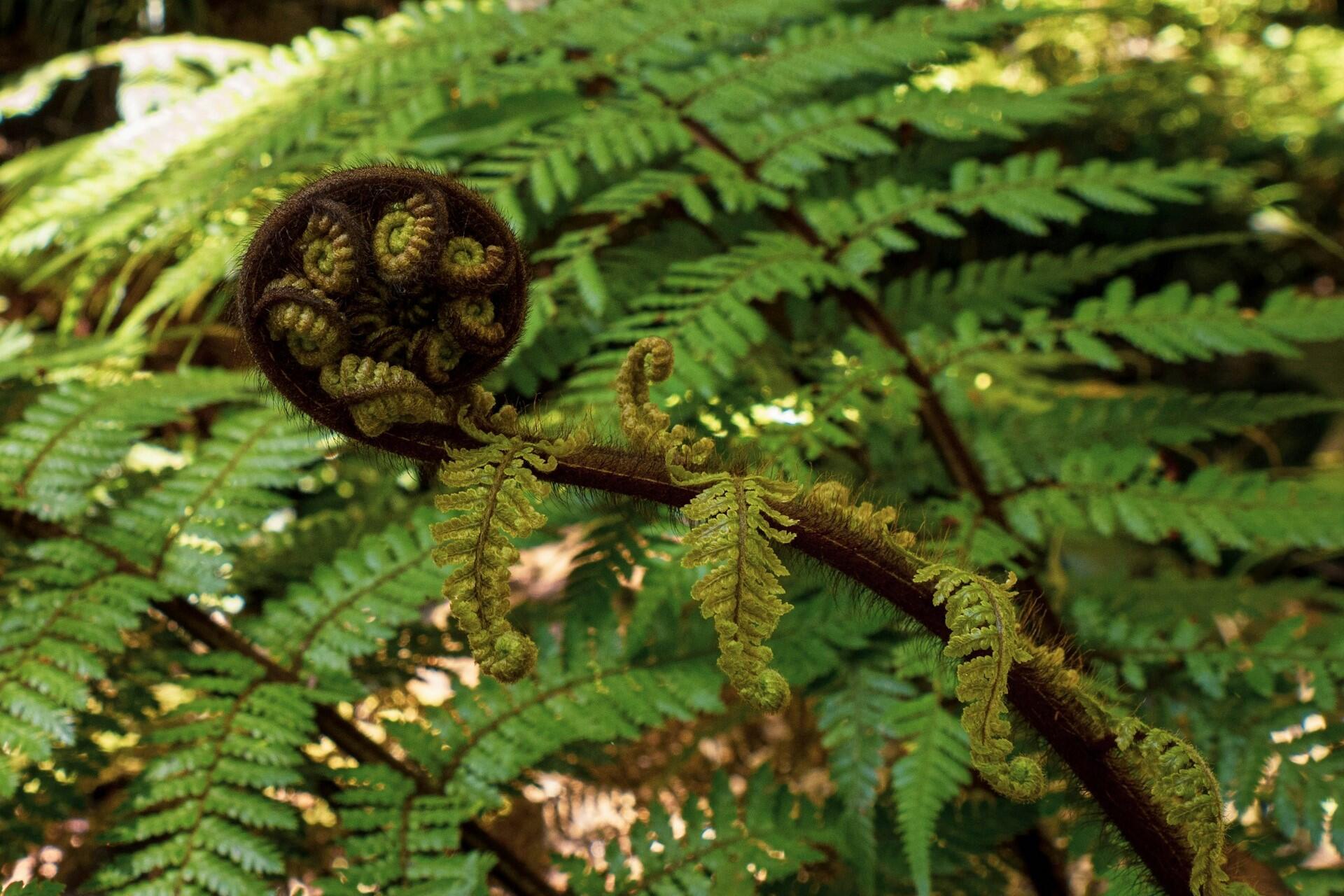 close up of fern koru unfurling new zealand