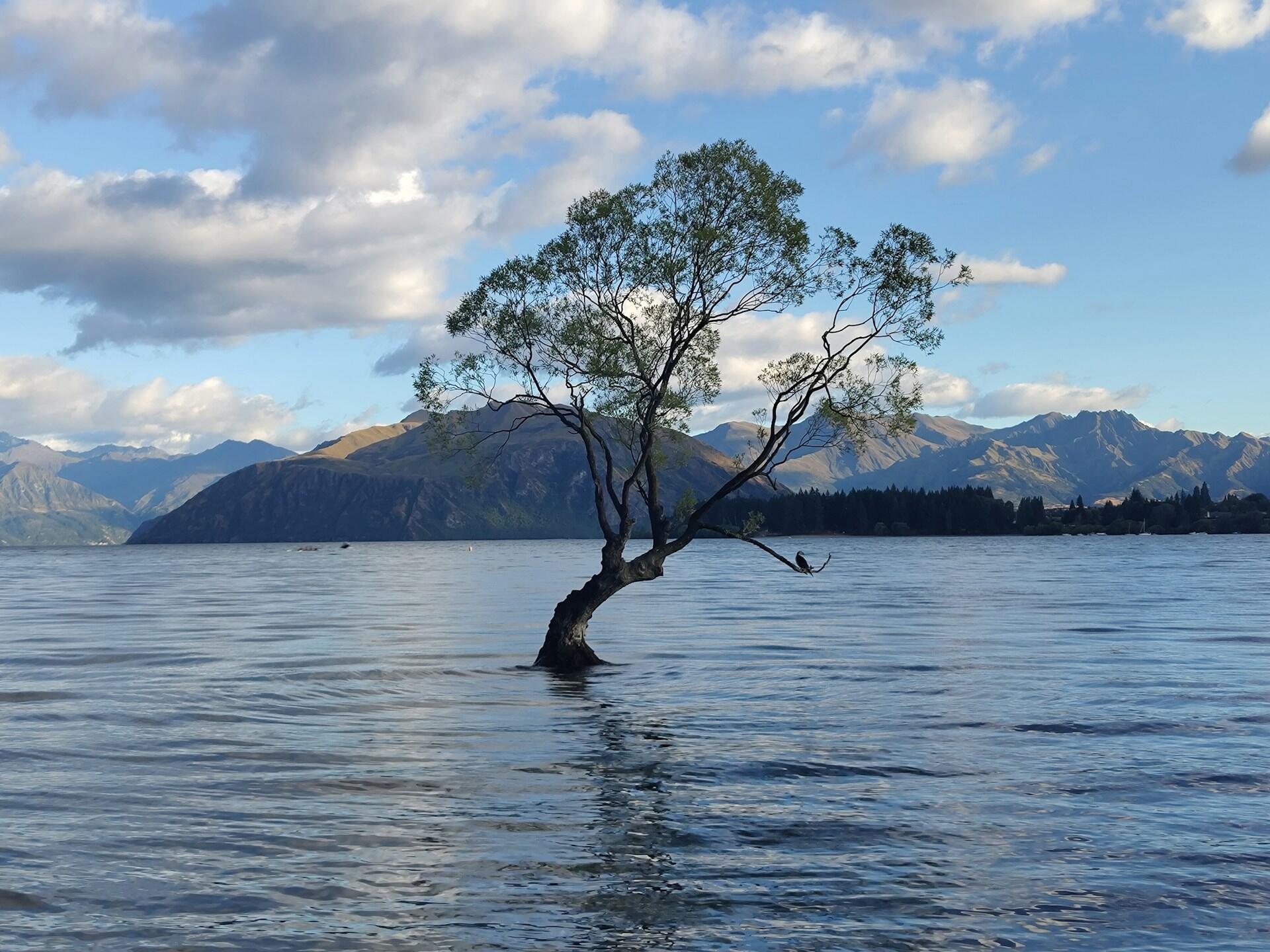 tree growing in lake with mountains in new zealand