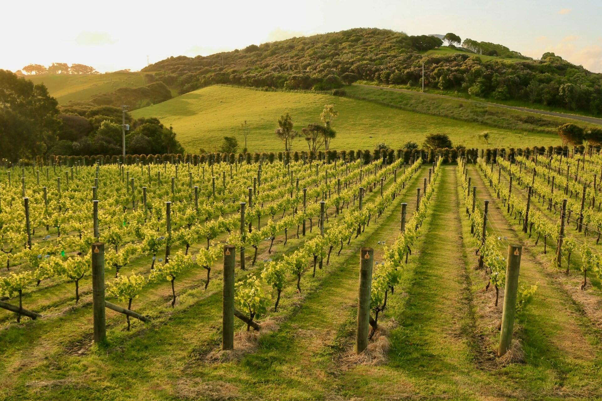 A vineyard at Waiheke Island.